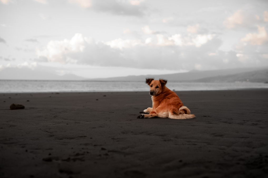 A dog sits alone on a dark beach.