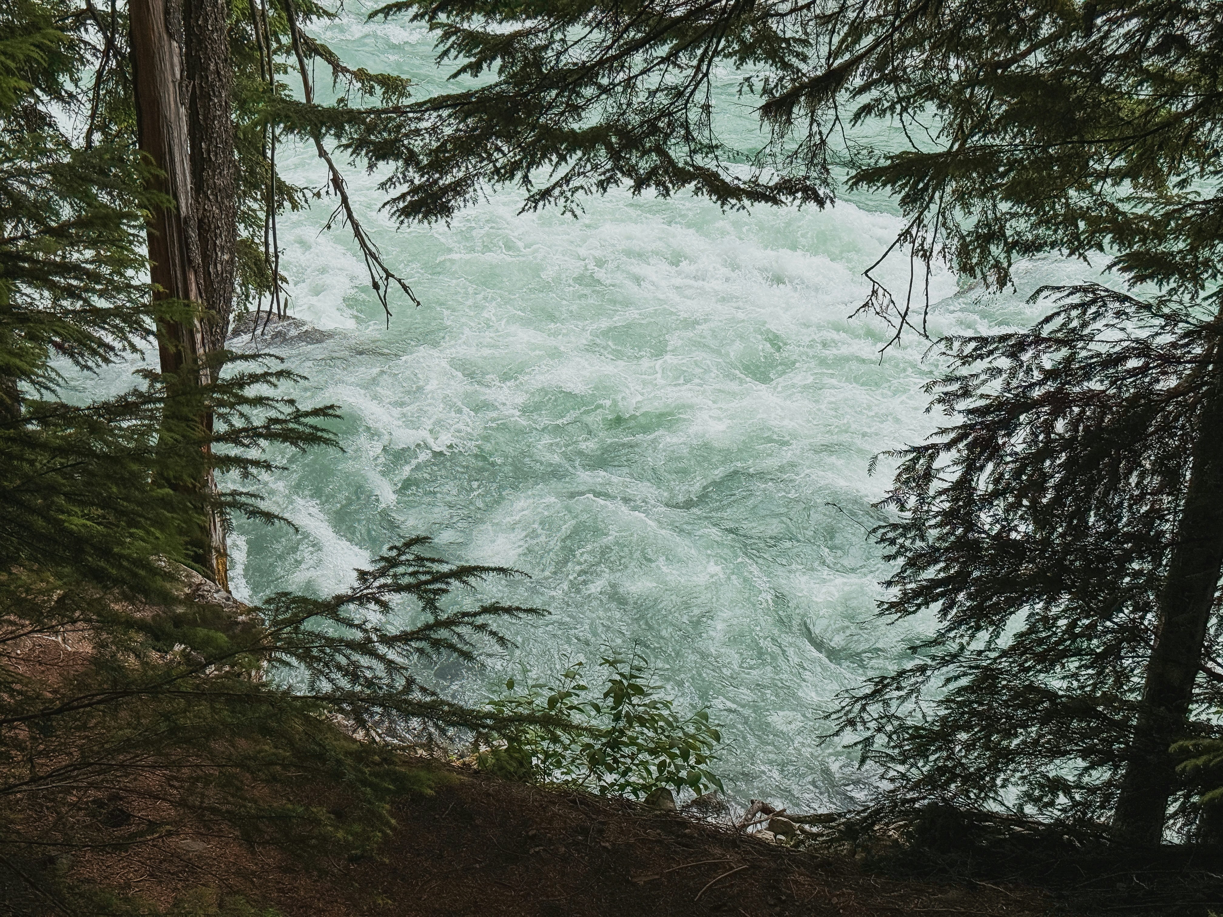 Rushing river viewed through forest foliage.