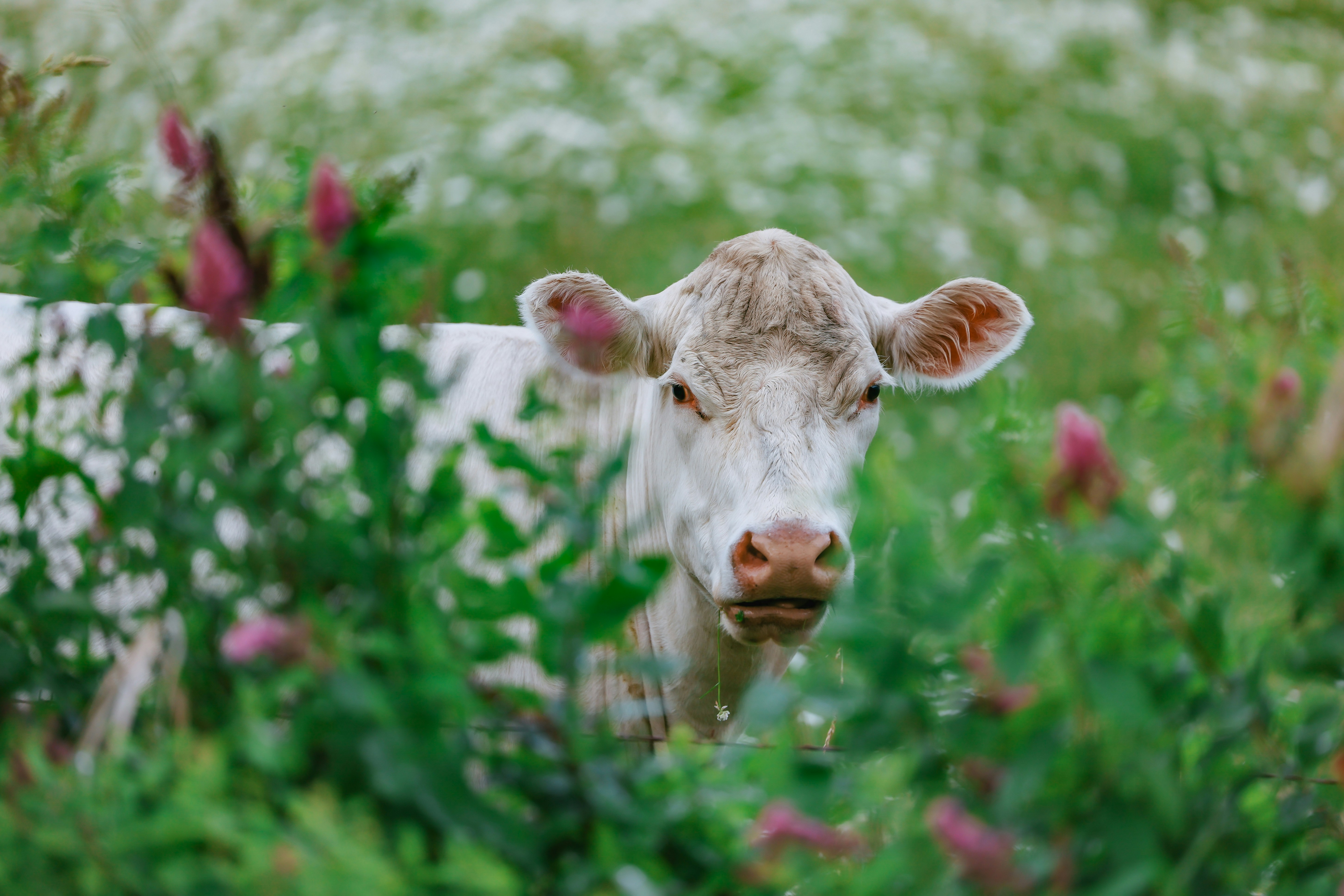 A white cow peeks out from the greenery.