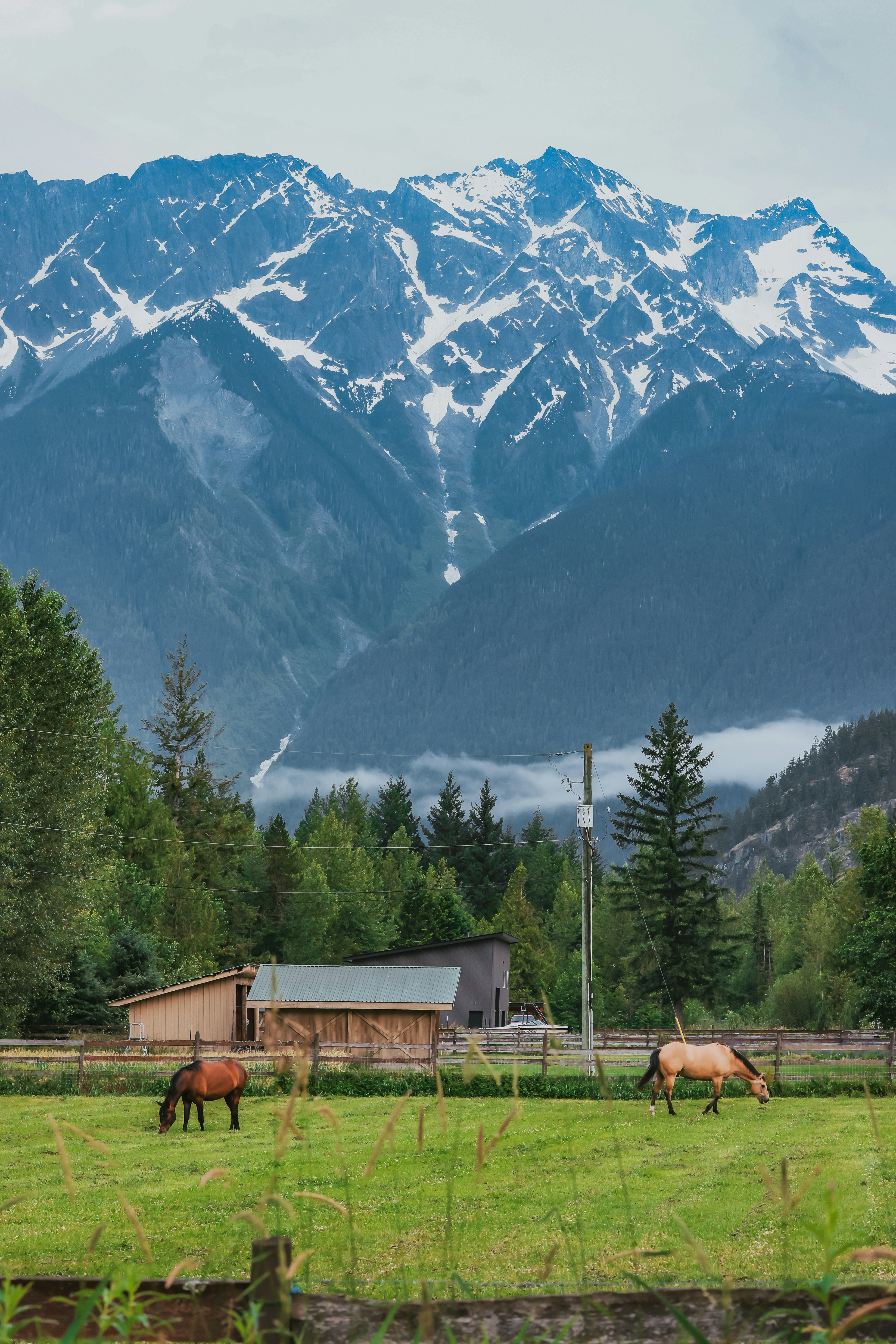 Horses graze in a field with snow-capped mountains.
