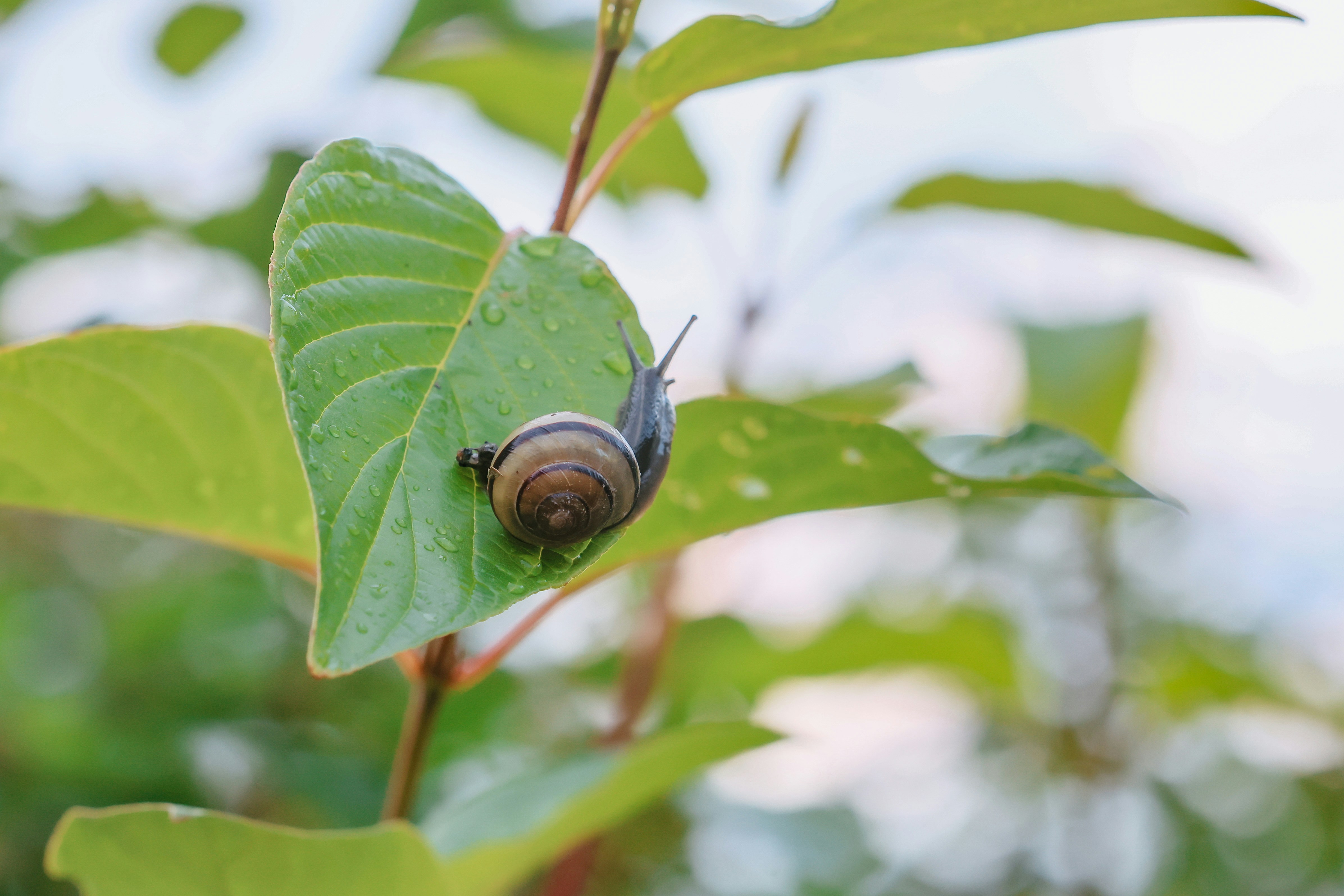 A snail crawls on a large green leaf.