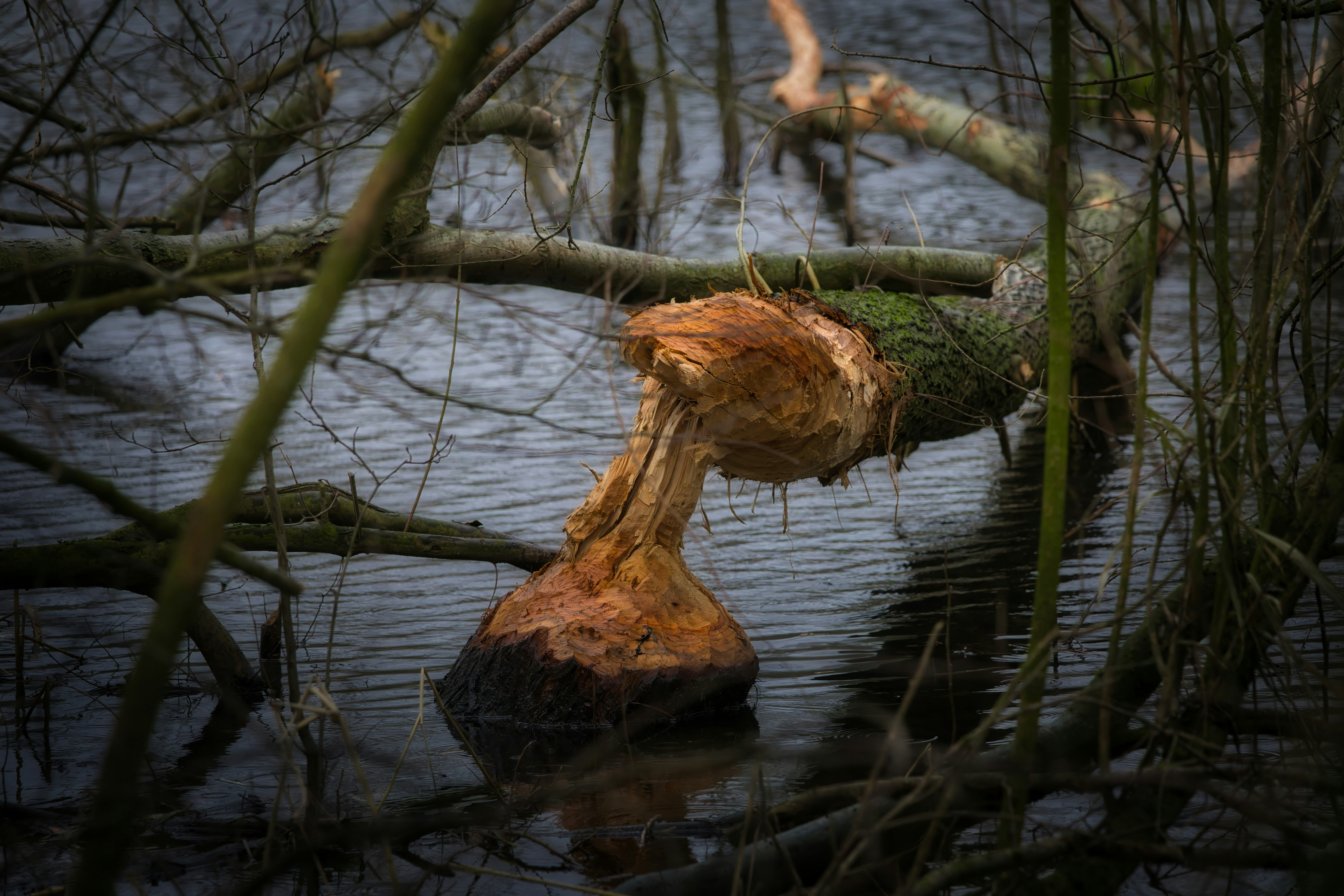 A tree trunk shows beaver teeth marks in water.