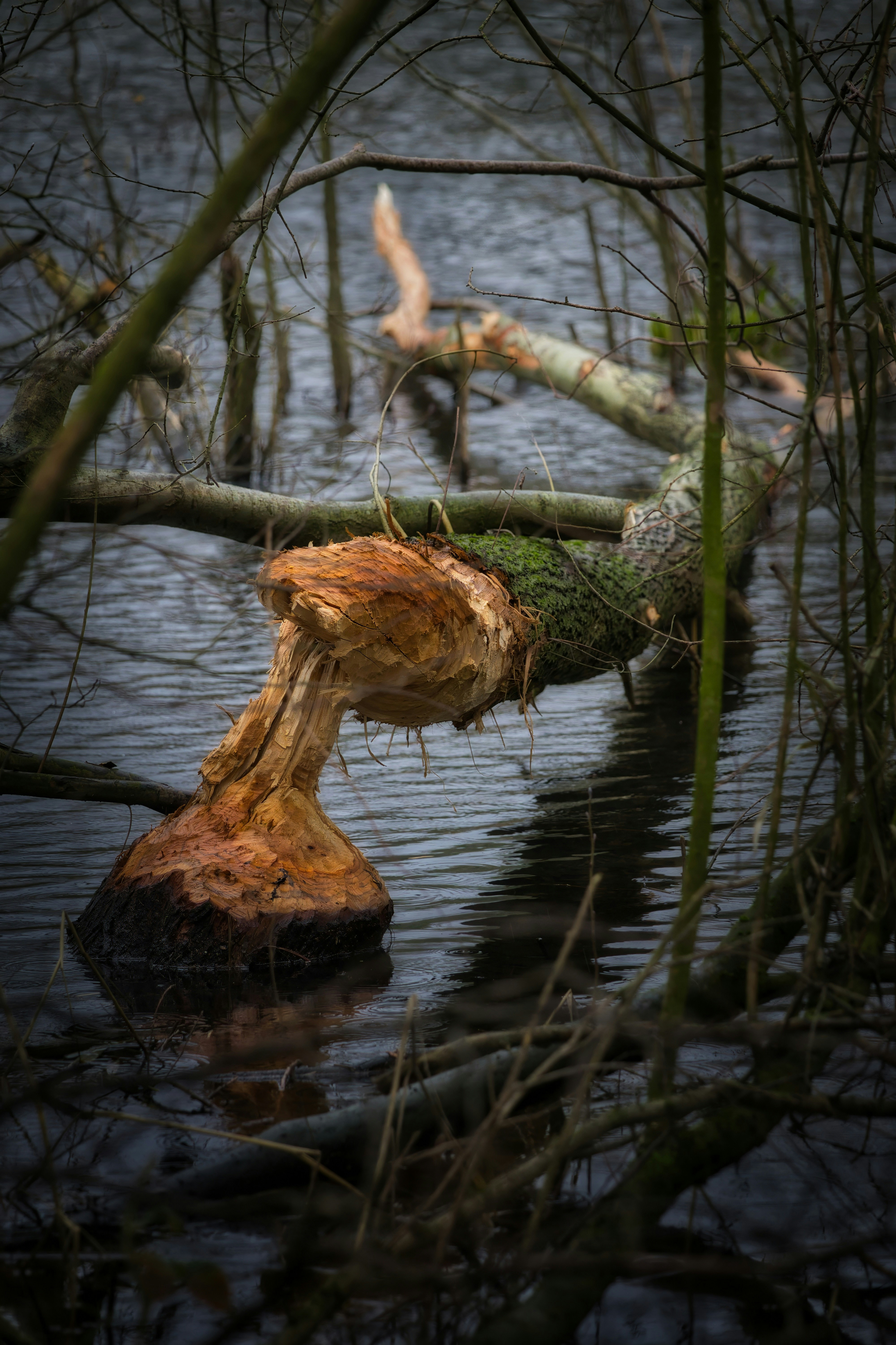 A tree trunk chewed by beavers in the water.