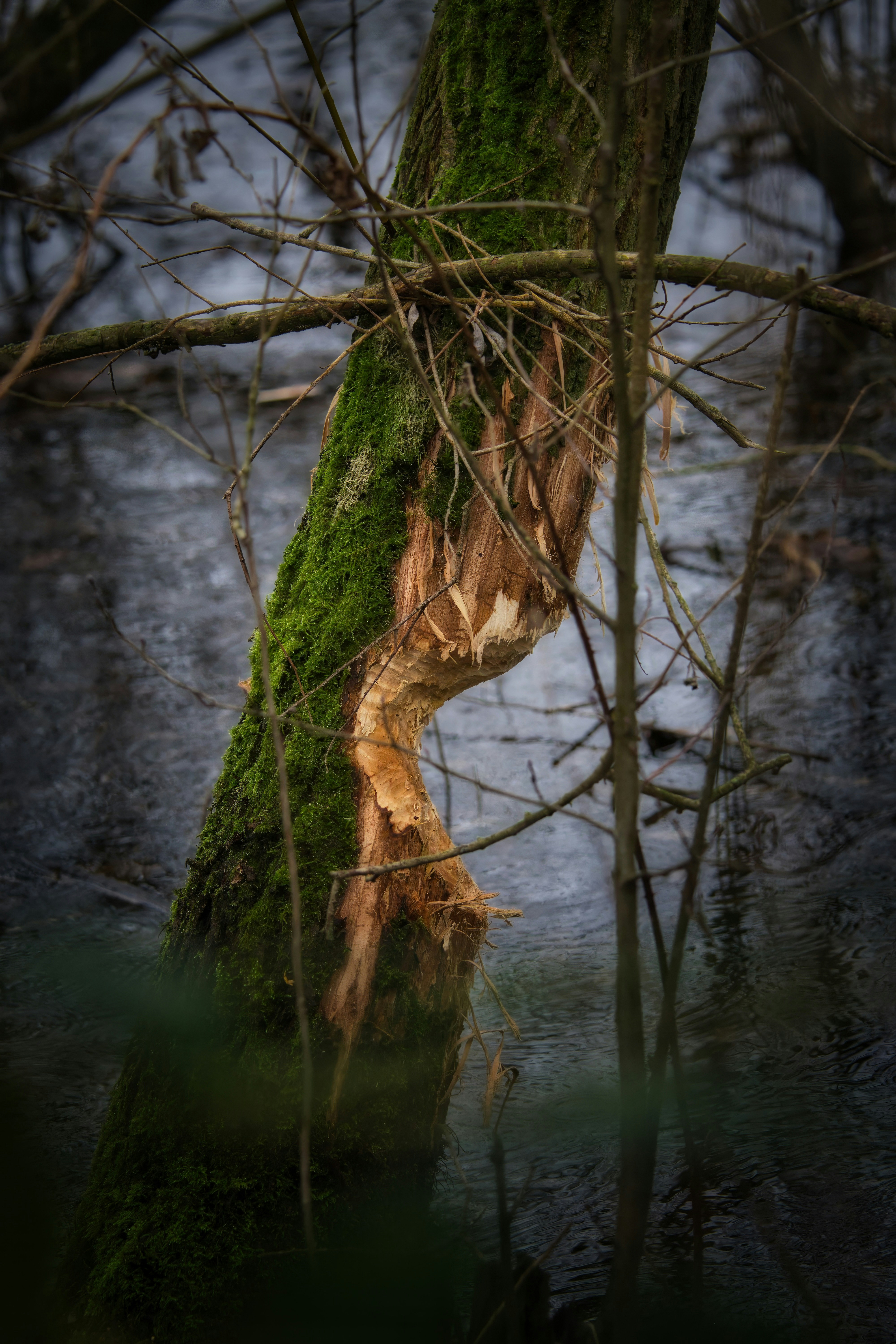 A tree trunk is gnawed on by an animal.