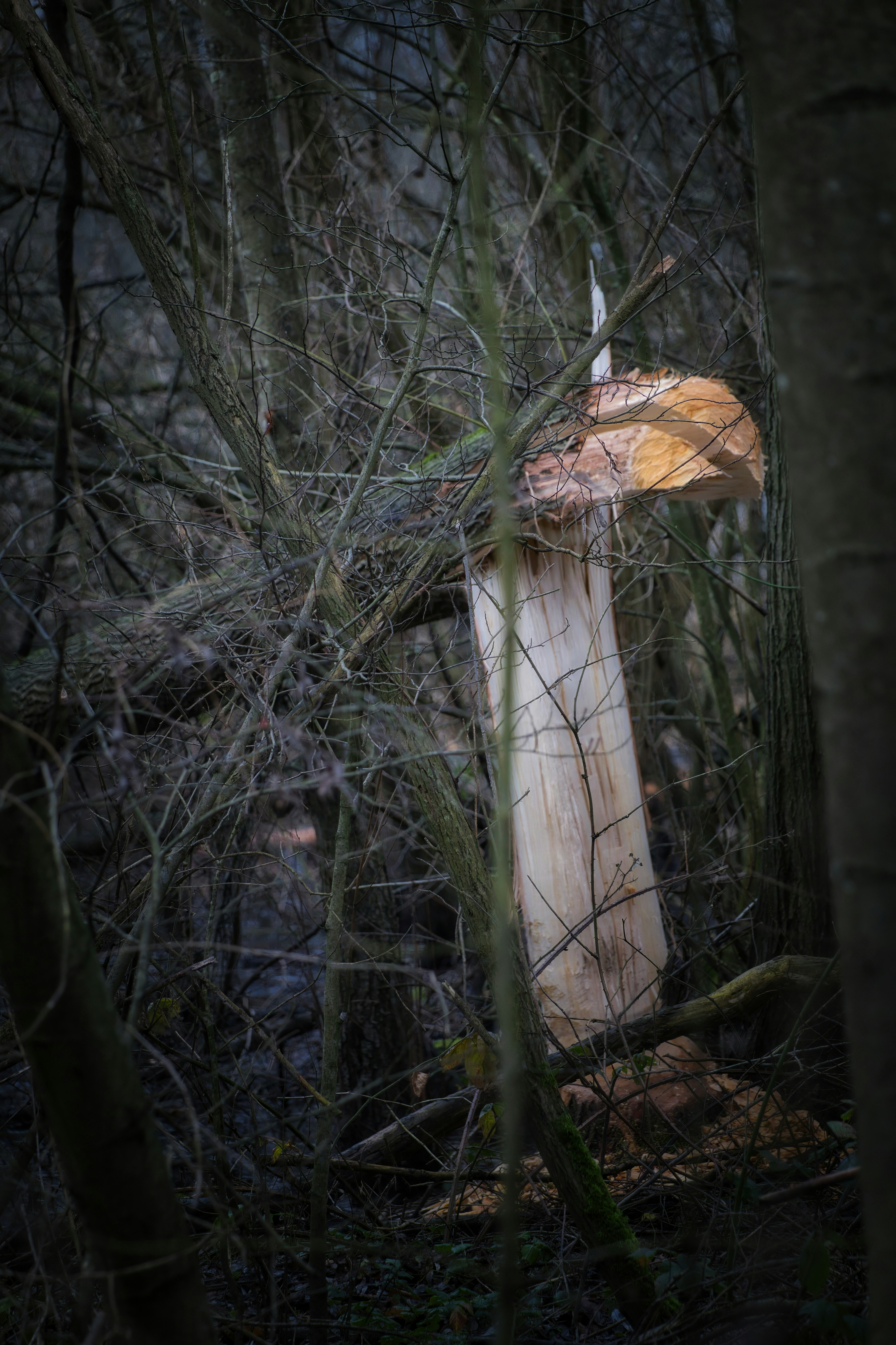 A large wooden mushroom sculpture stands in a forest.