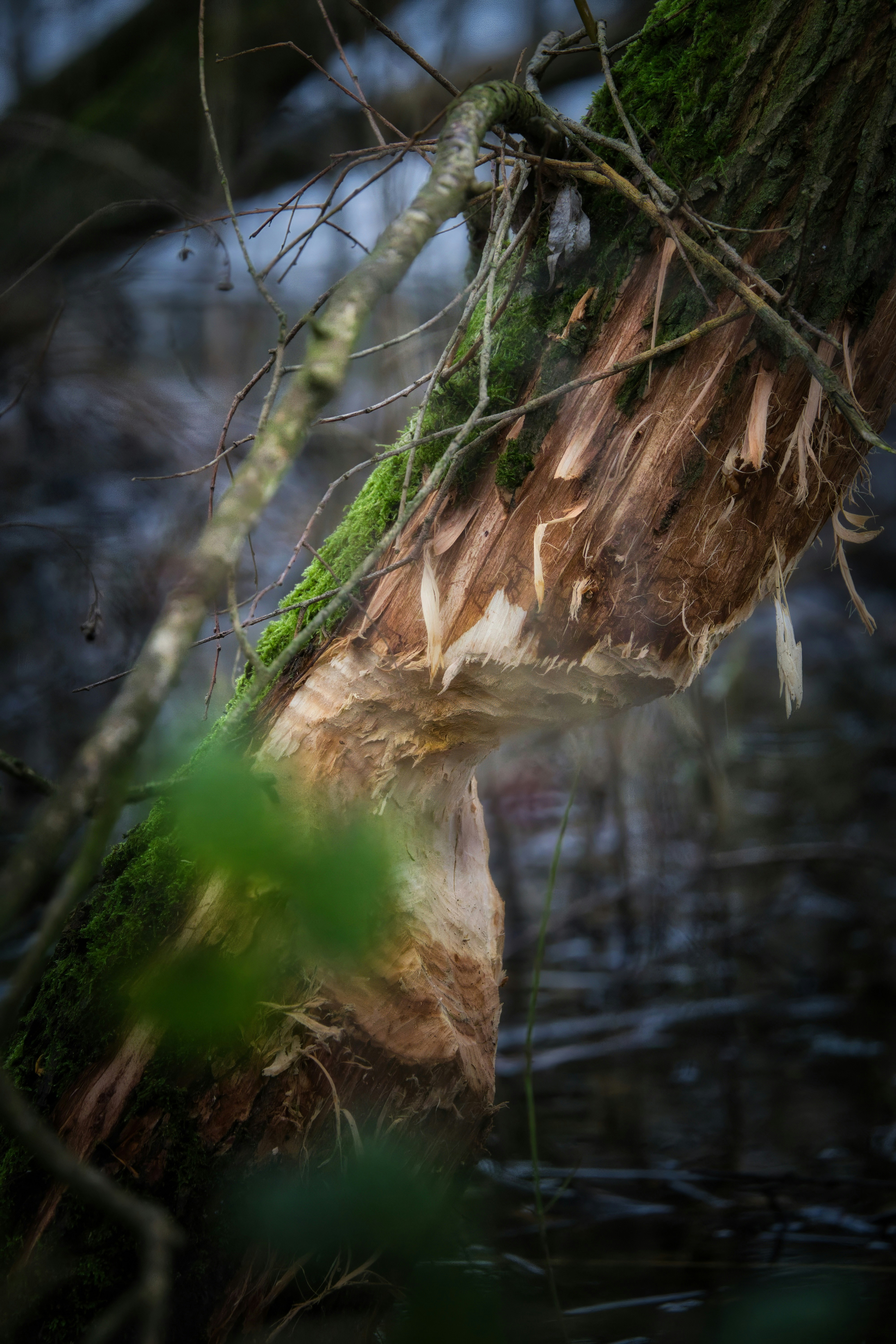 A tree trunk shows the damage from a beaver.