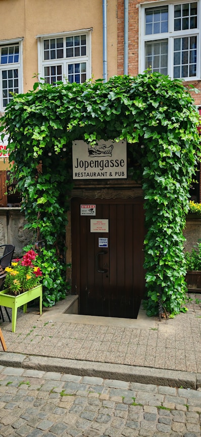 Ivy-covered entrance to jopengasse restaurant and pub.