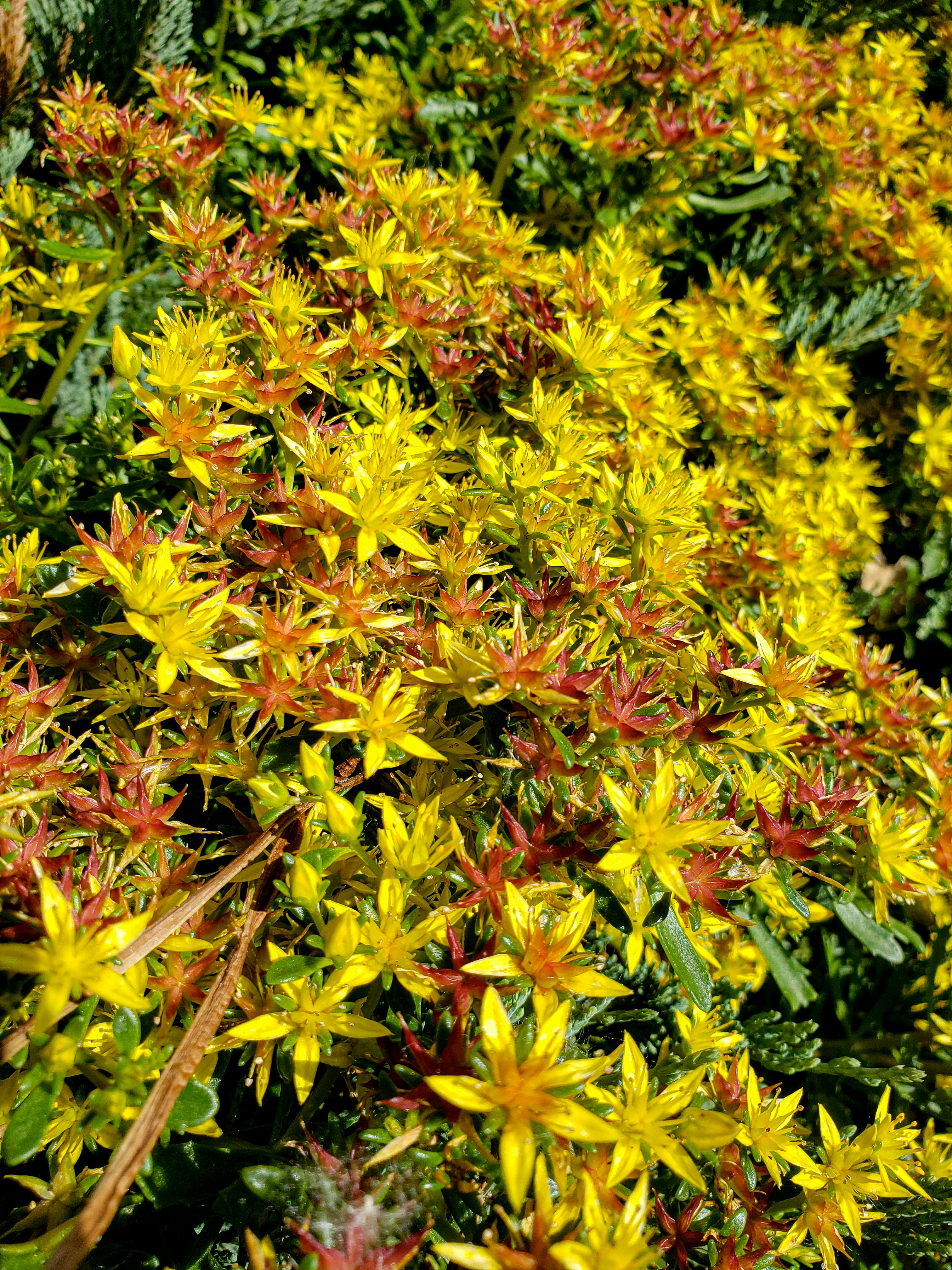 Yellow flowers with reddish tints in bloom.
