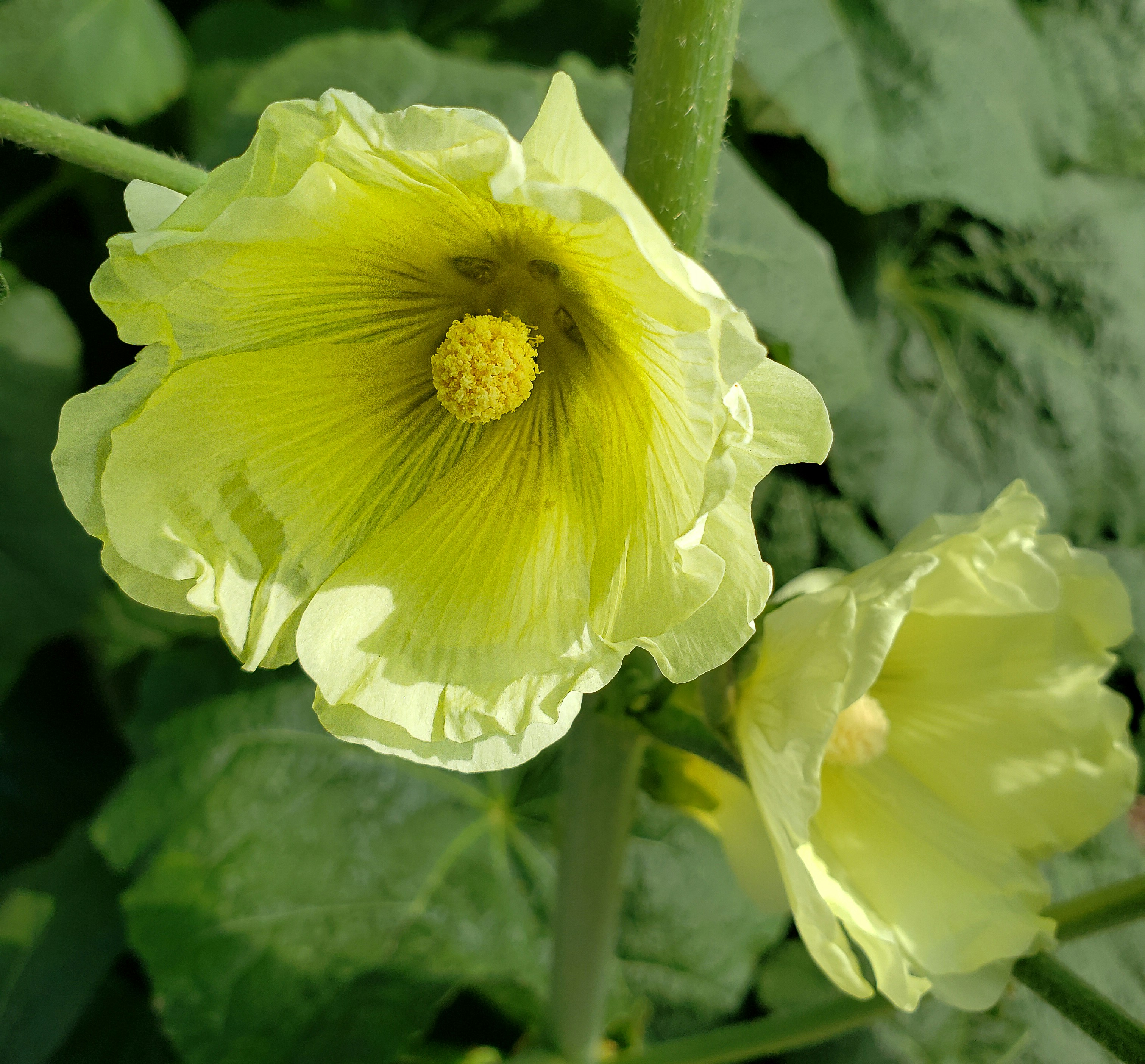 Two pale yellow hollyhock flowers with bright yellow centers in a garden