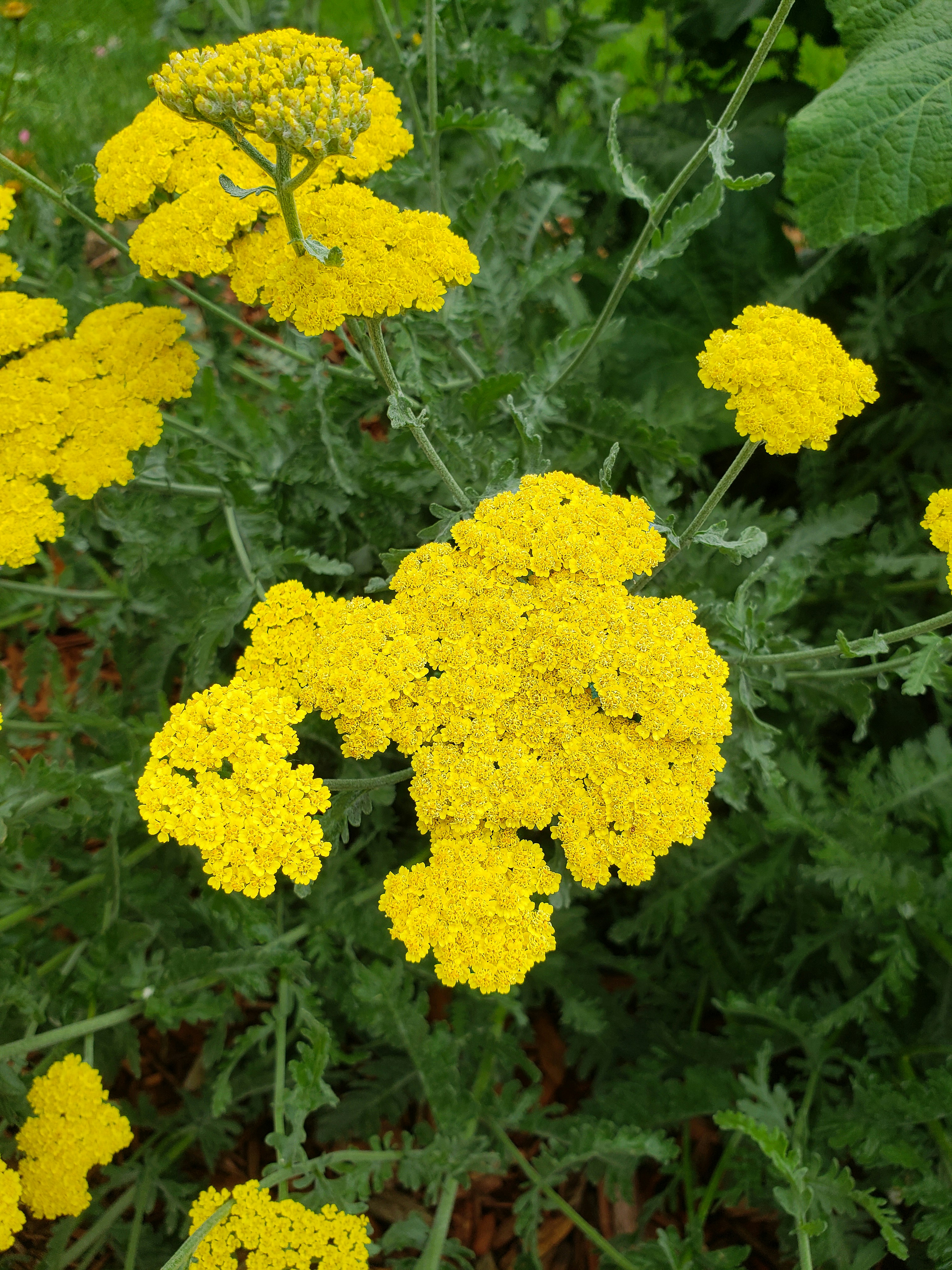 Achillea