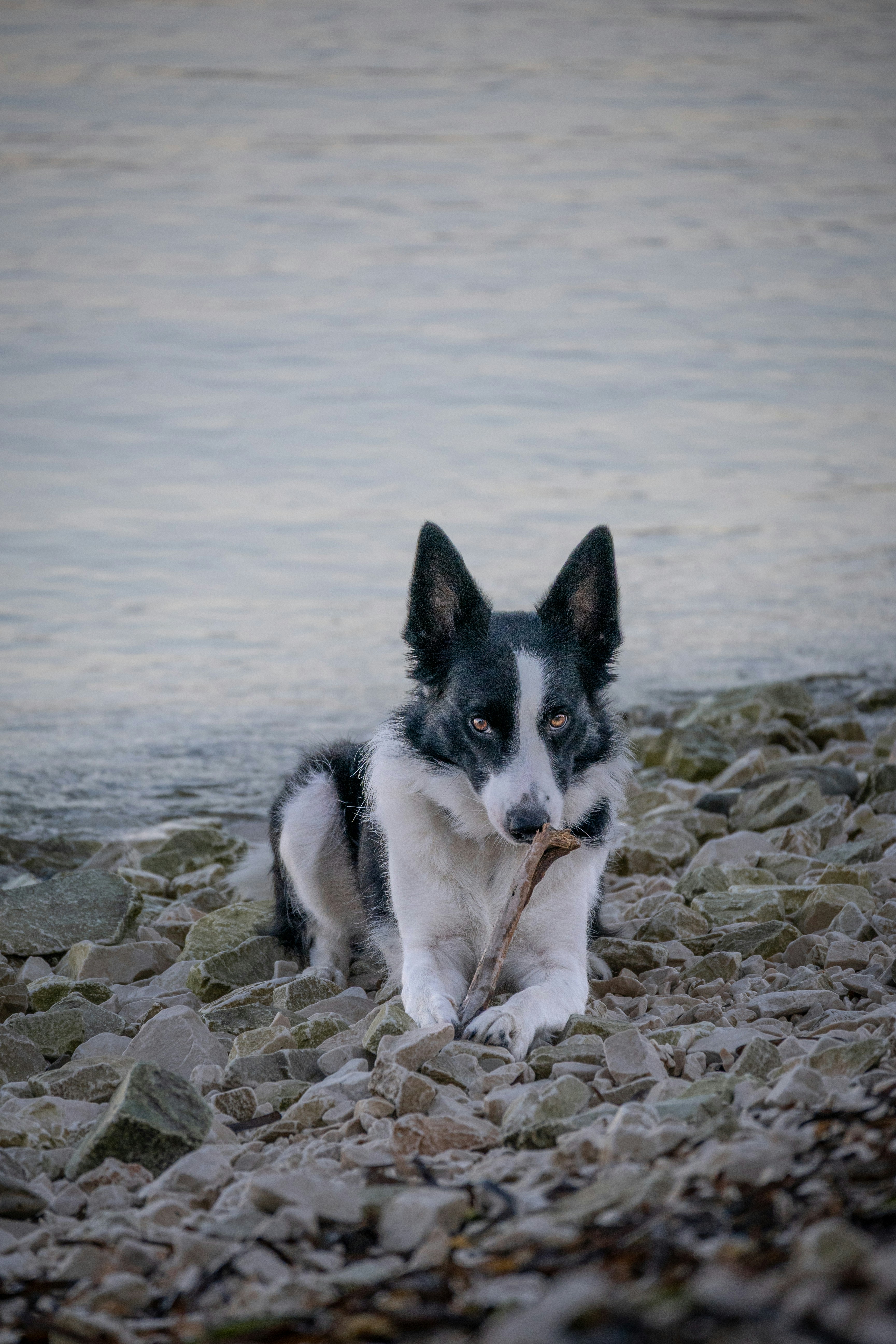 Un perro sostiene un palo en una orilla rocosa.