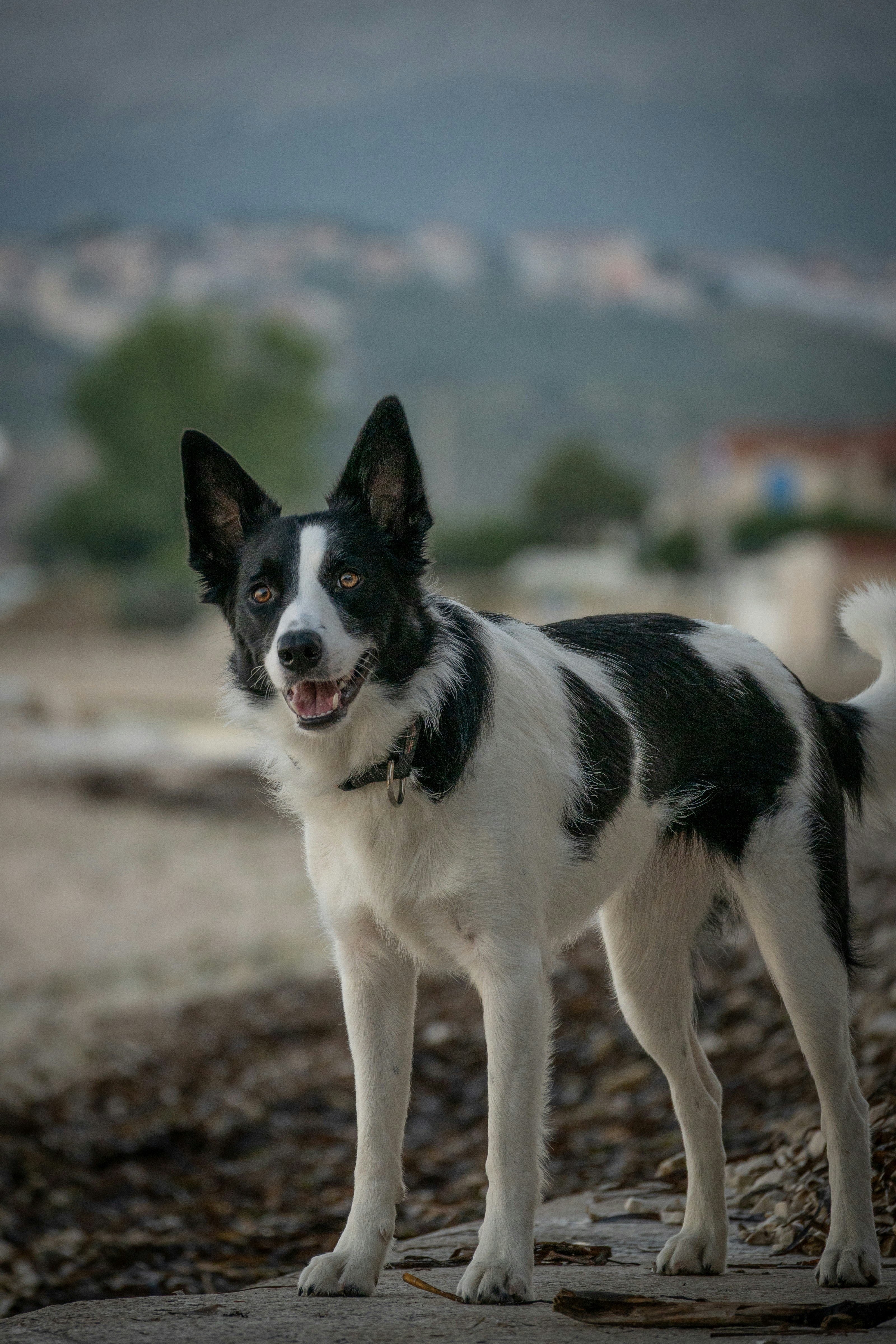Un perro blanco y negro posa en una playa.