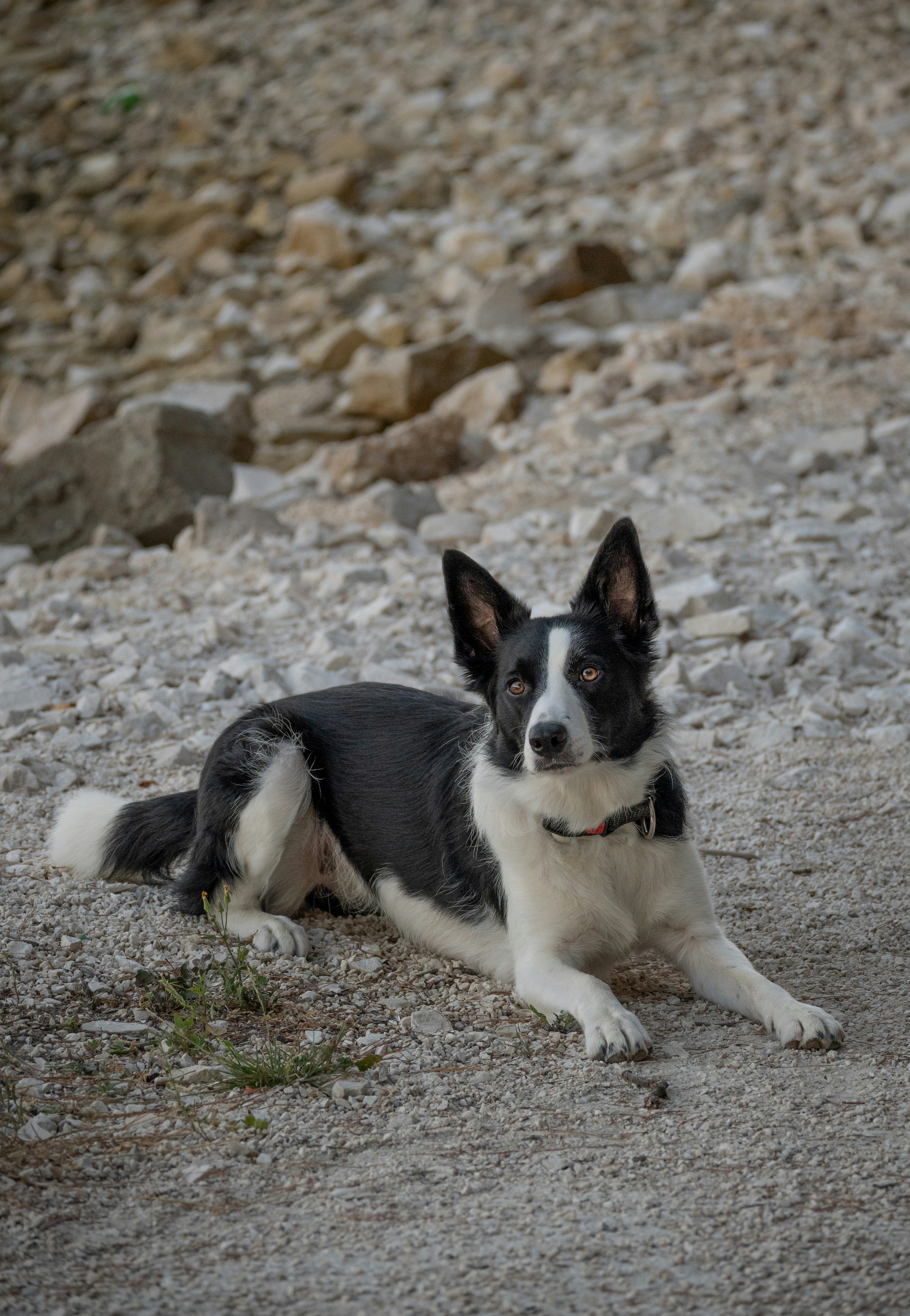 Un perro descansa sobre un suelo de grava.