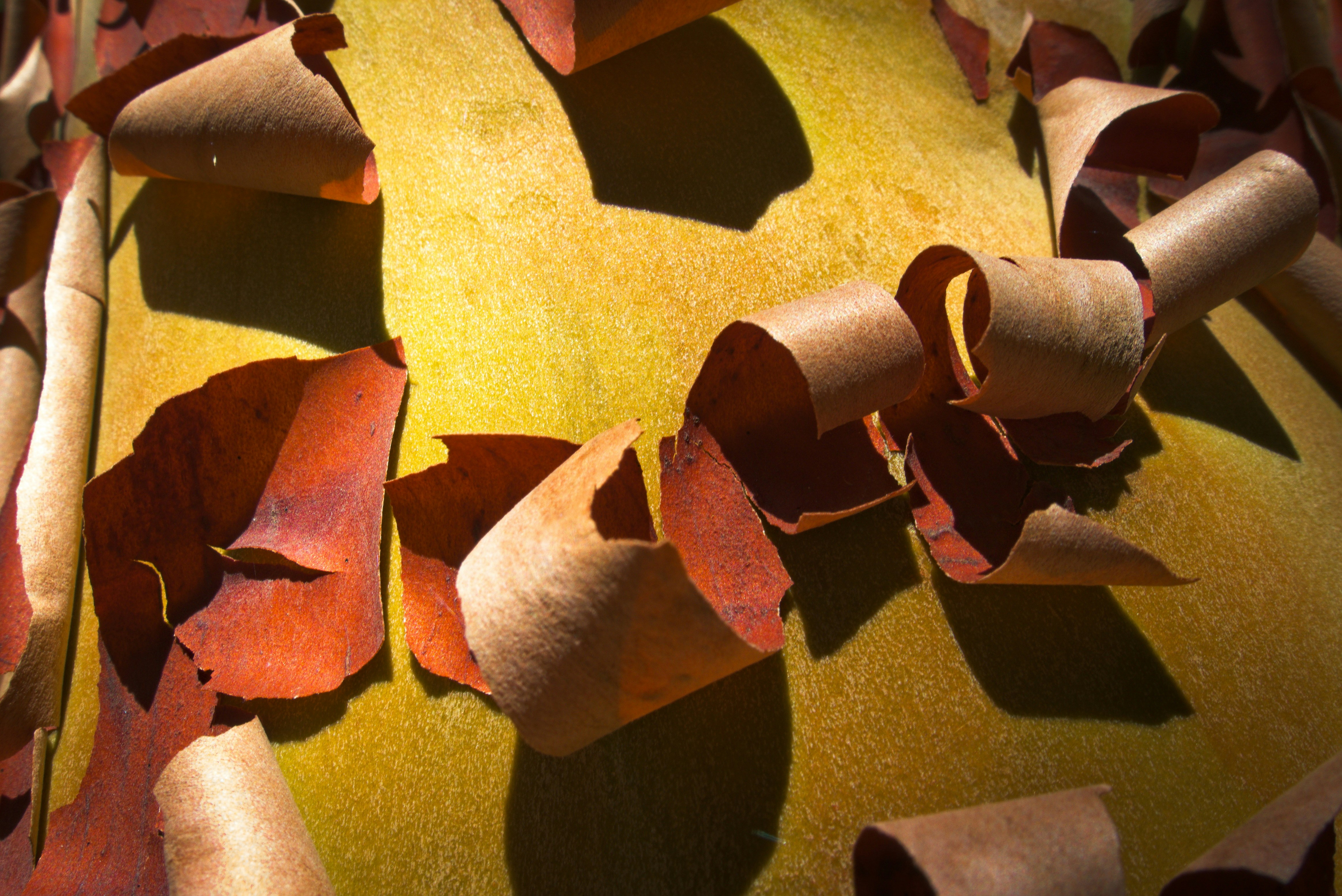 Bark is peeling off of a tree.