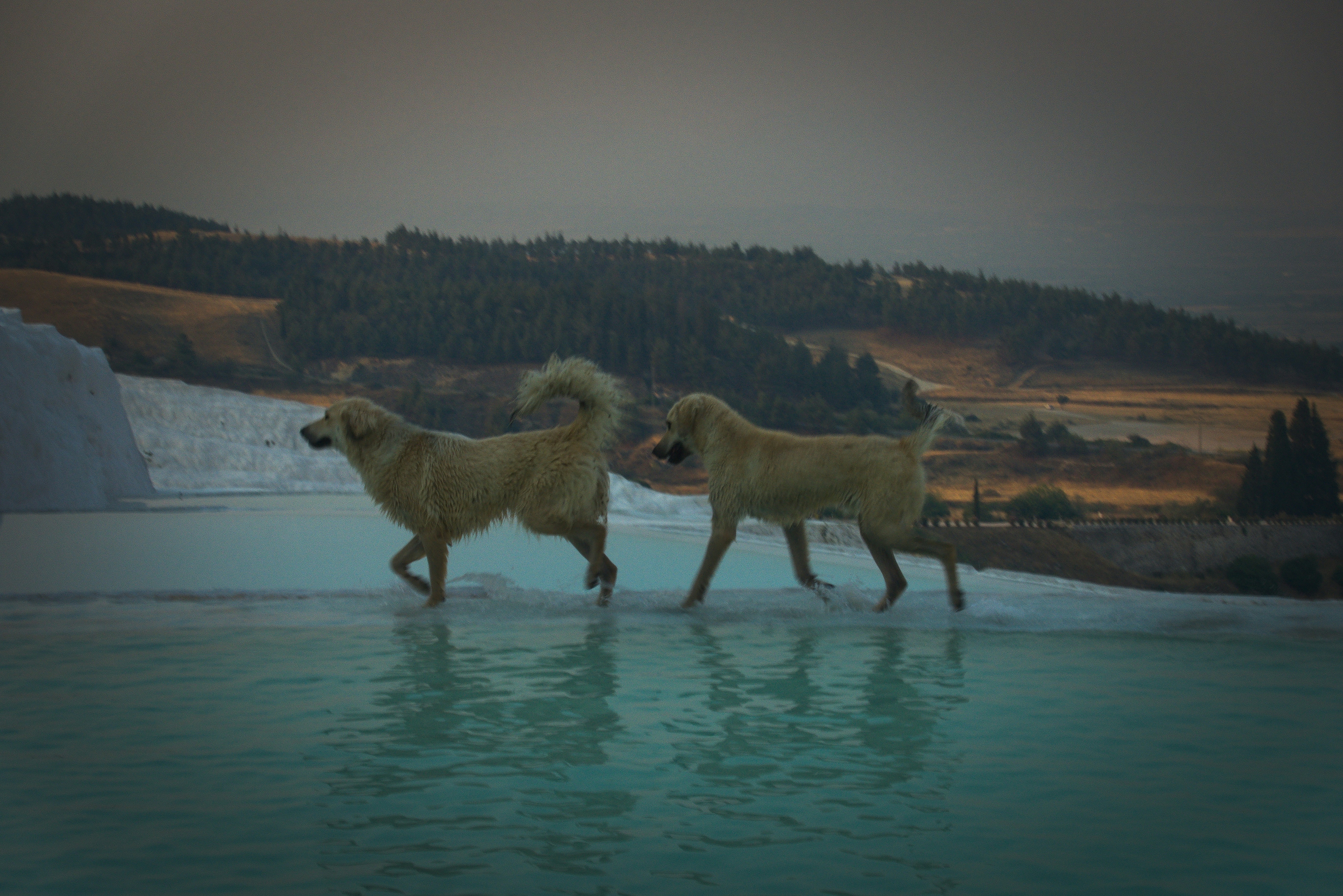 Two dogs walk along a bright turquoise pool.