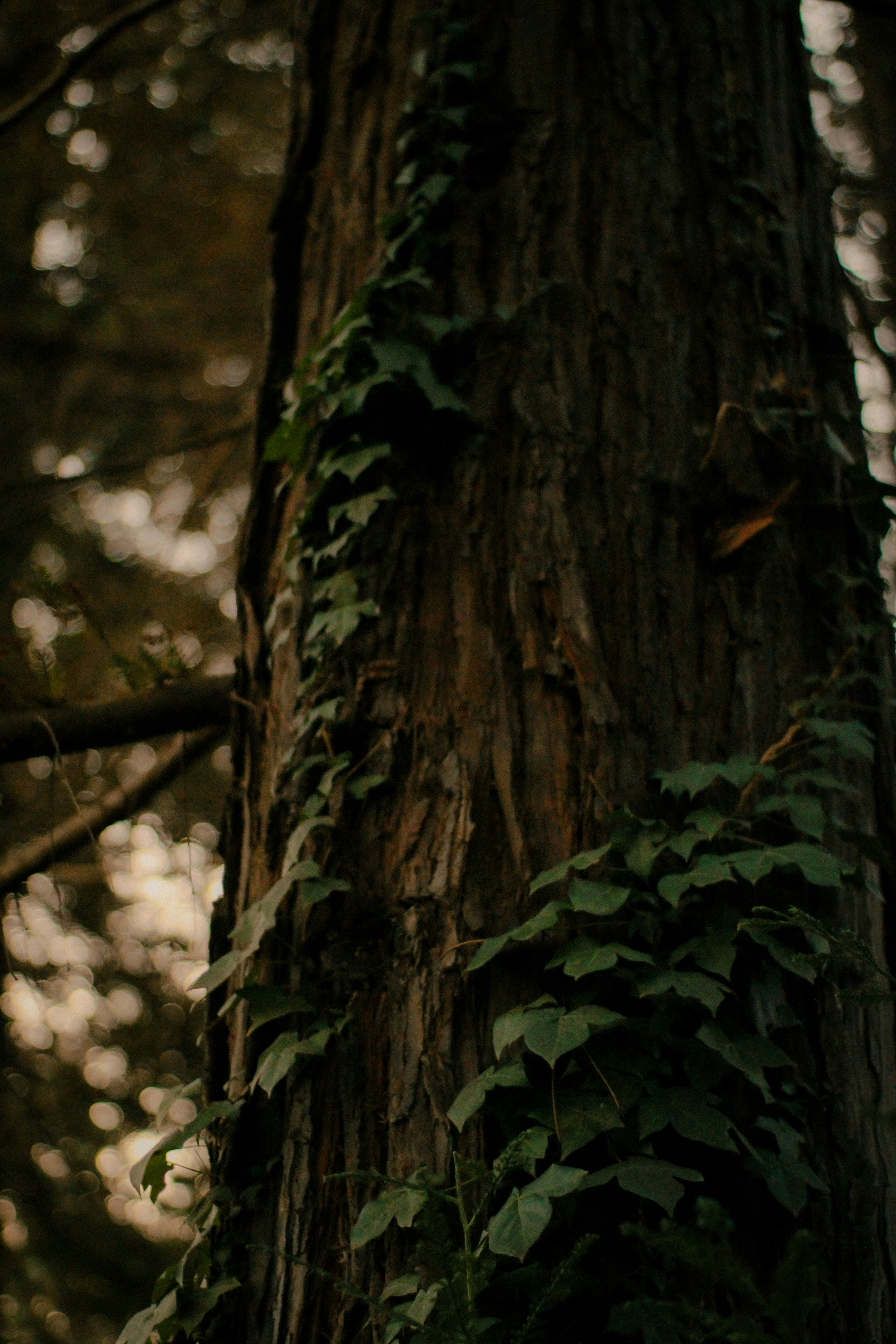 Ivy climbs up a rough, textured tree trunk.