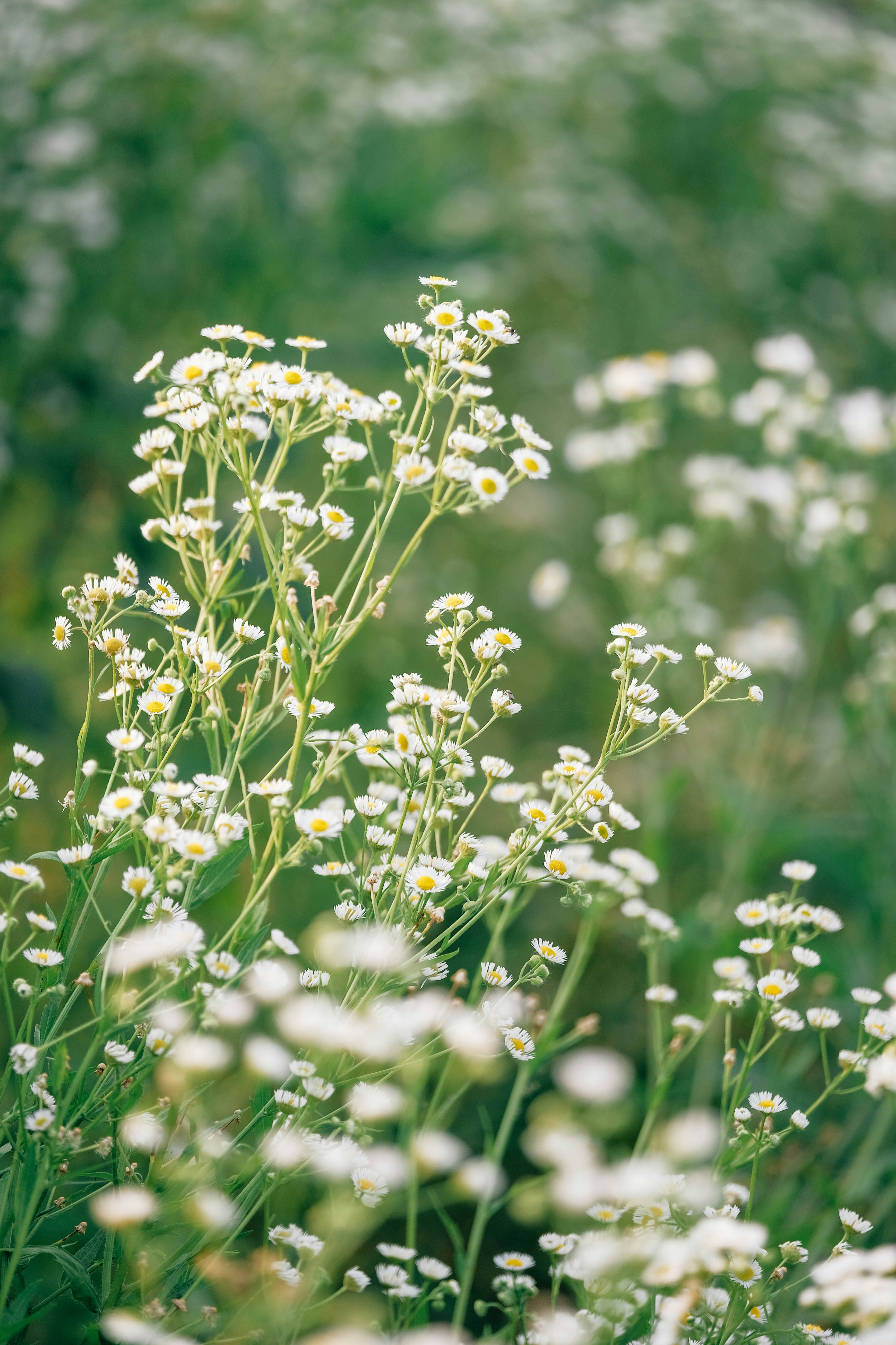 Photo by insungpandora