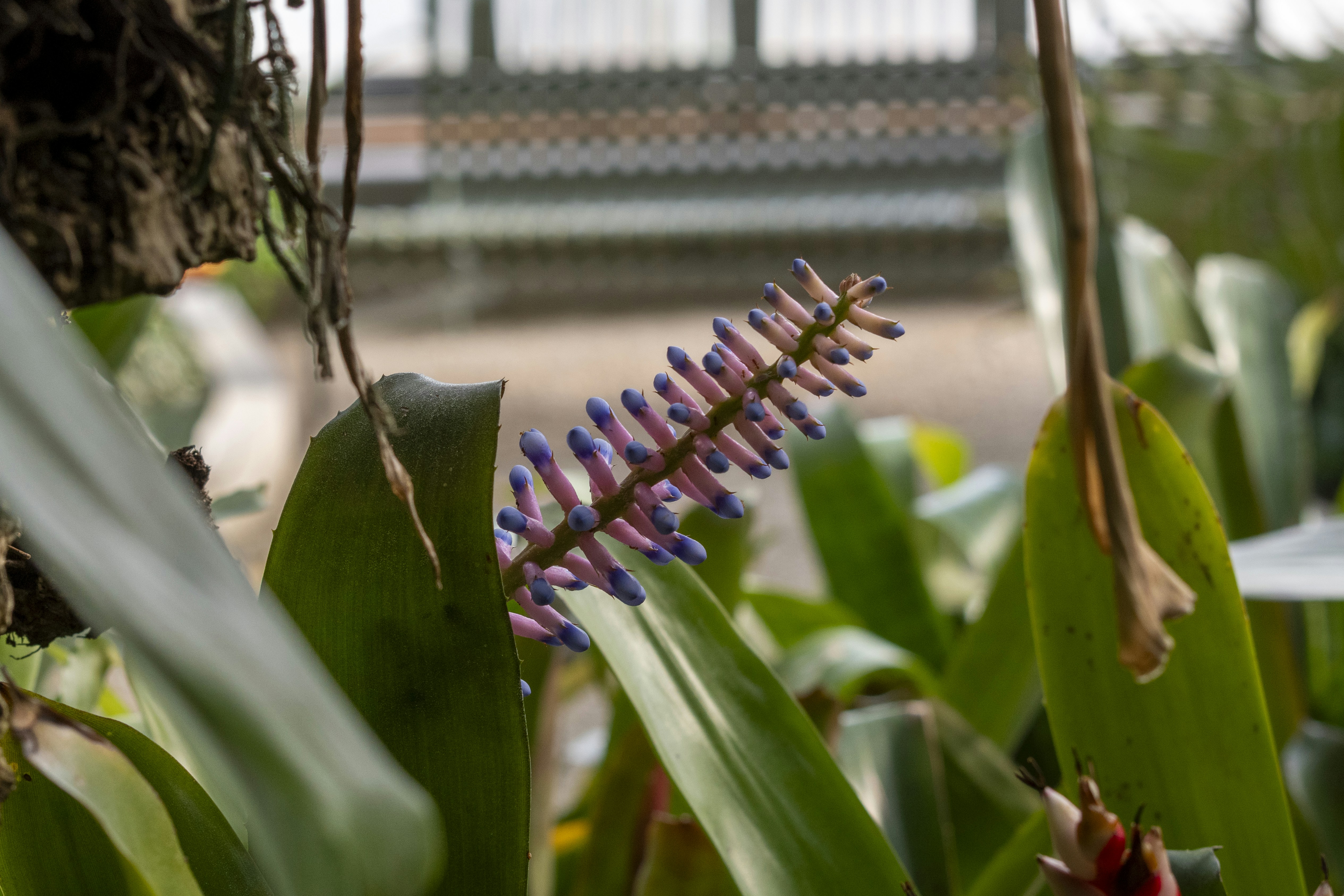 A purple flower spikes through green leaves.