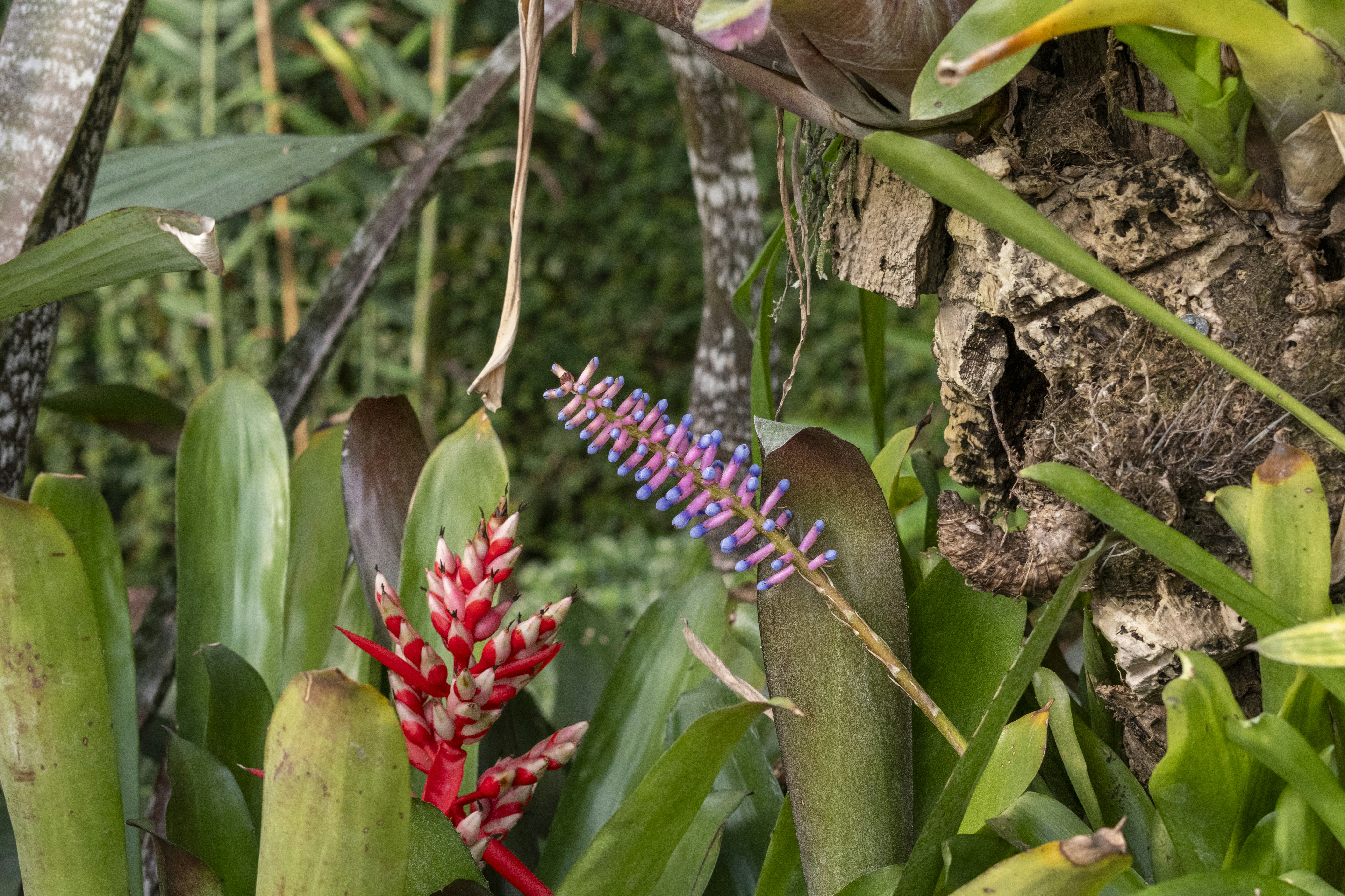 Bromeliads with colorful flowers thrive in the jungle.