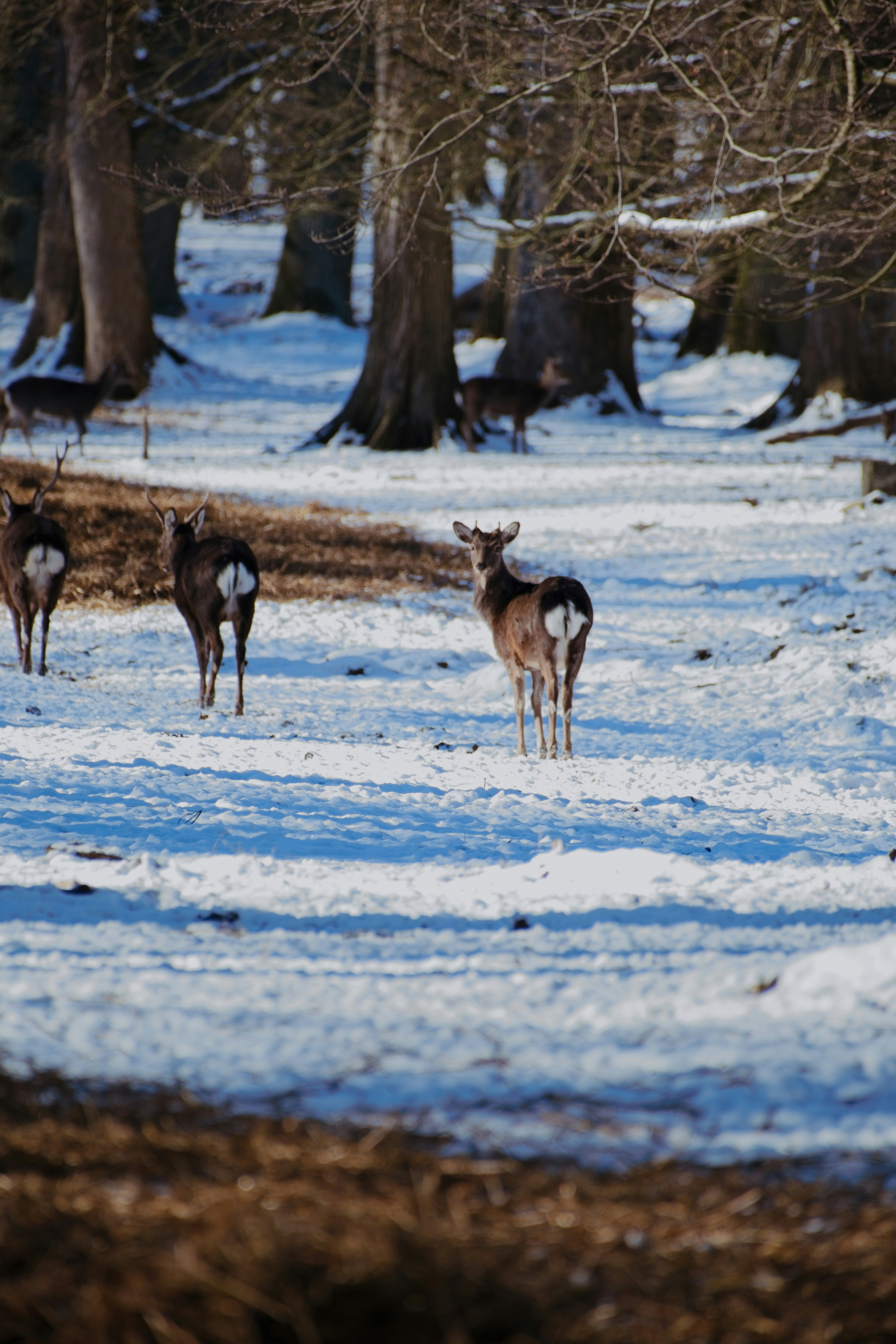 Photo by rozoviesloniki