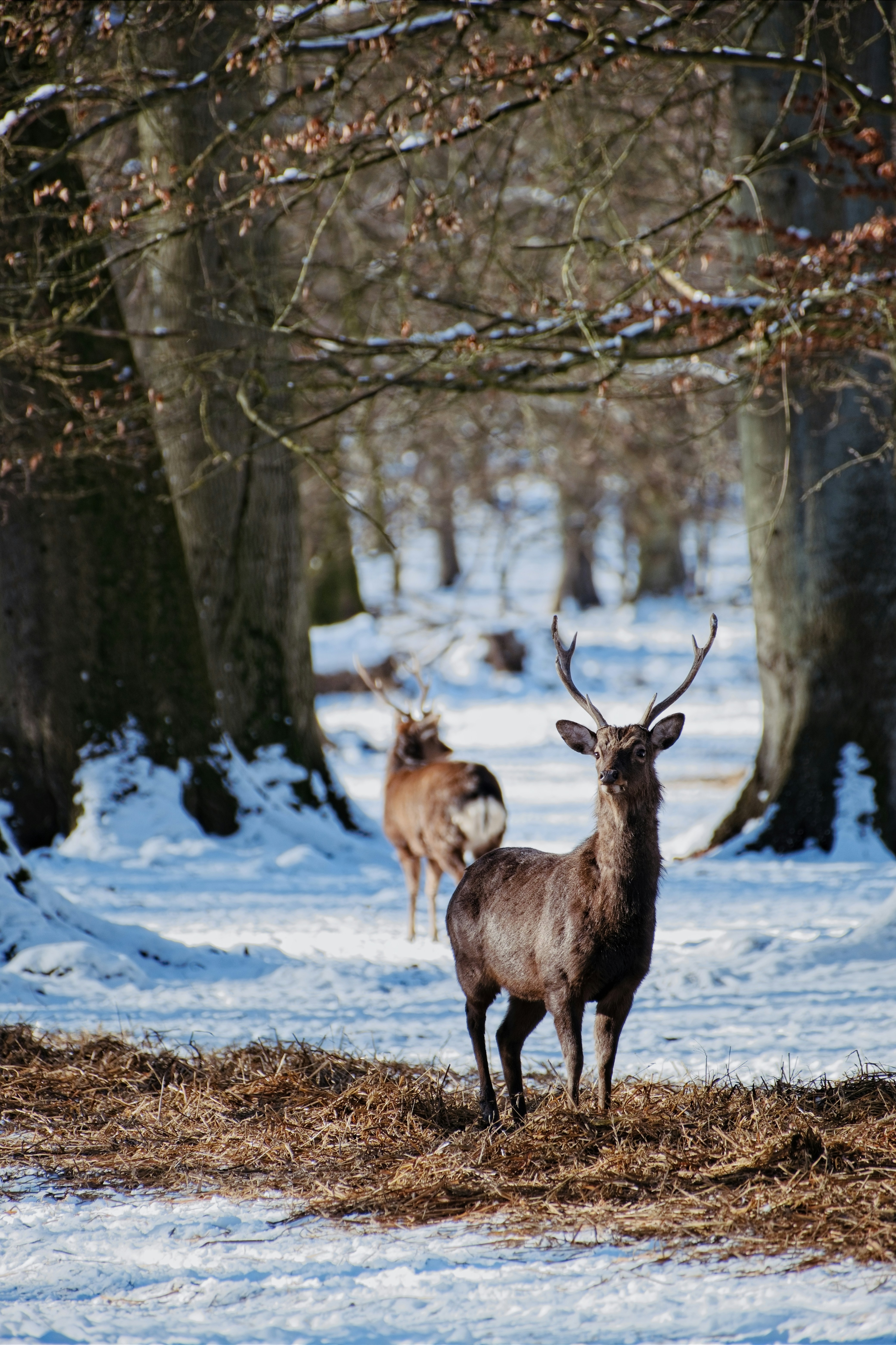 Photo by rozoviesloniki