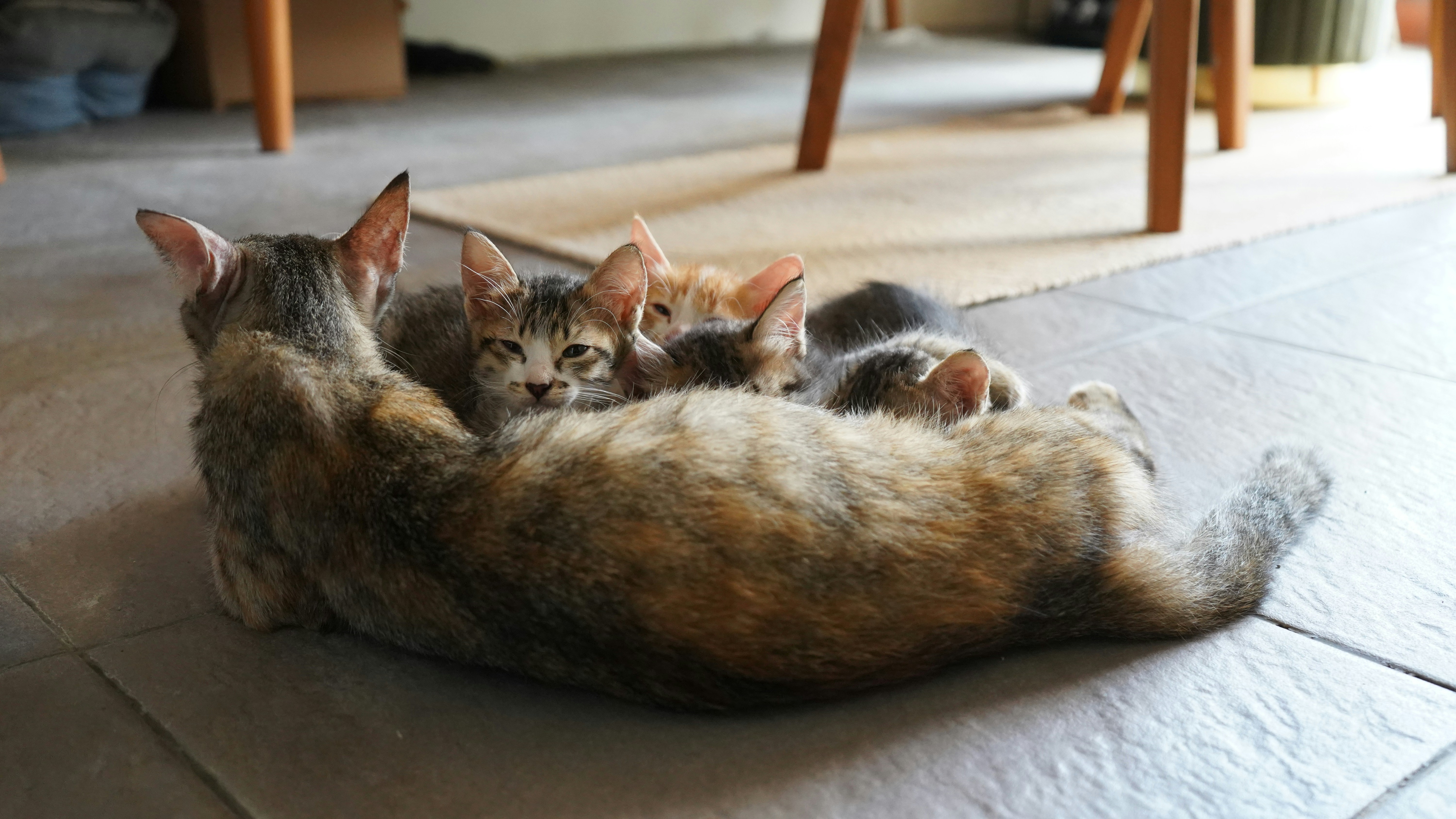 Una gata madre amamanta a sus gatitos.