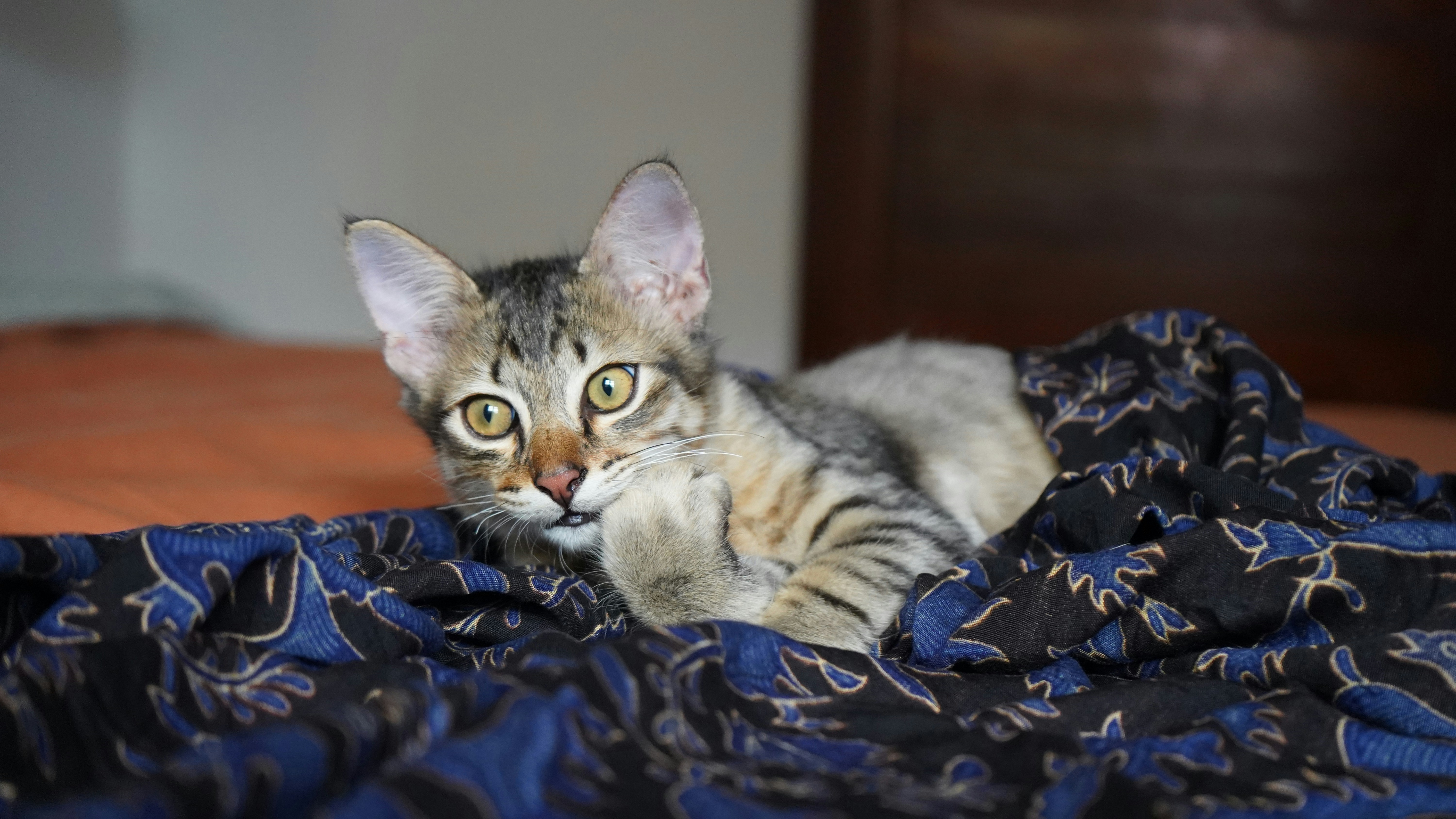 A young cat playing with a blanket.