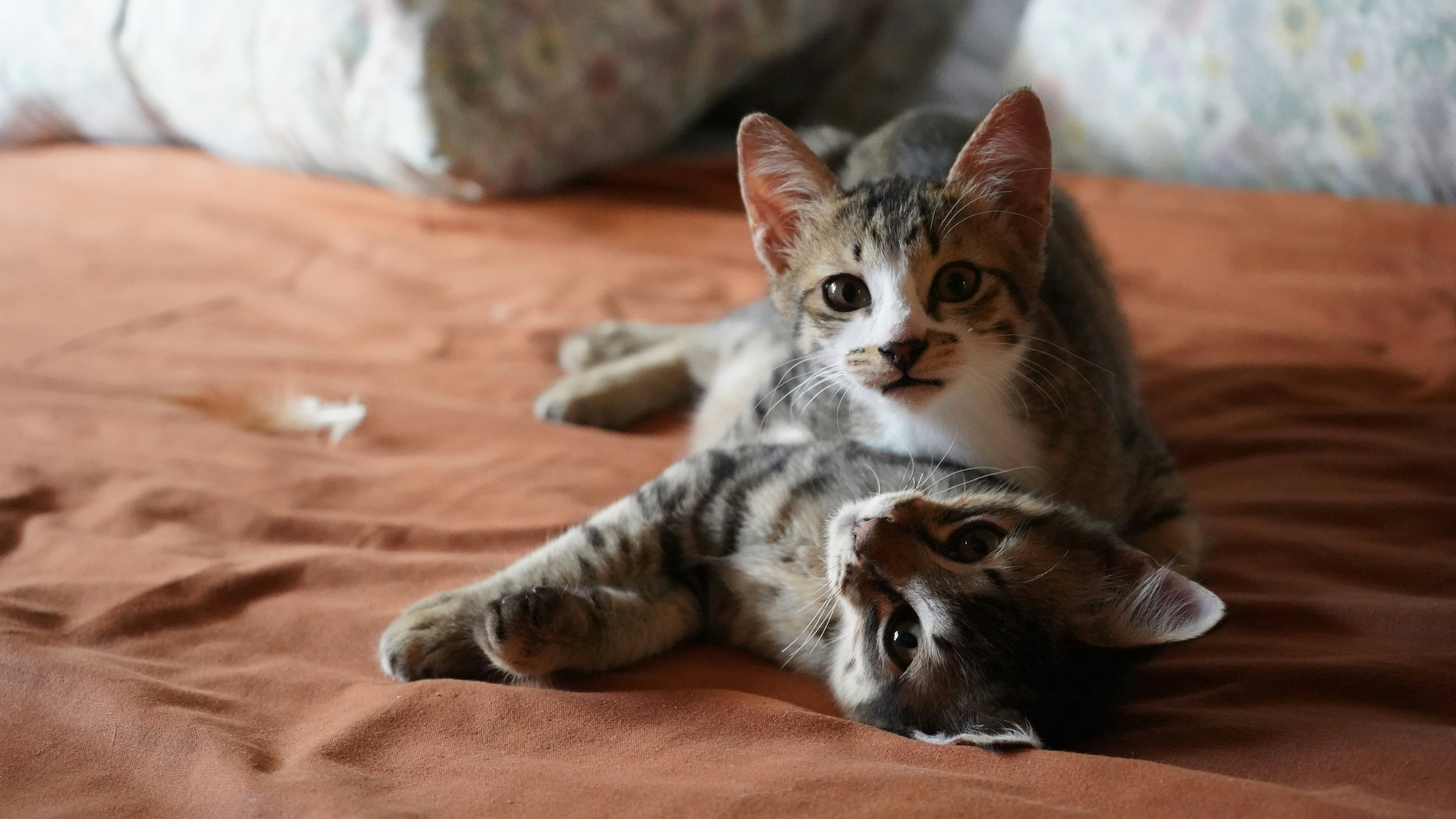 Unbeatable Companionship for All Ages (image credits: unsplash)