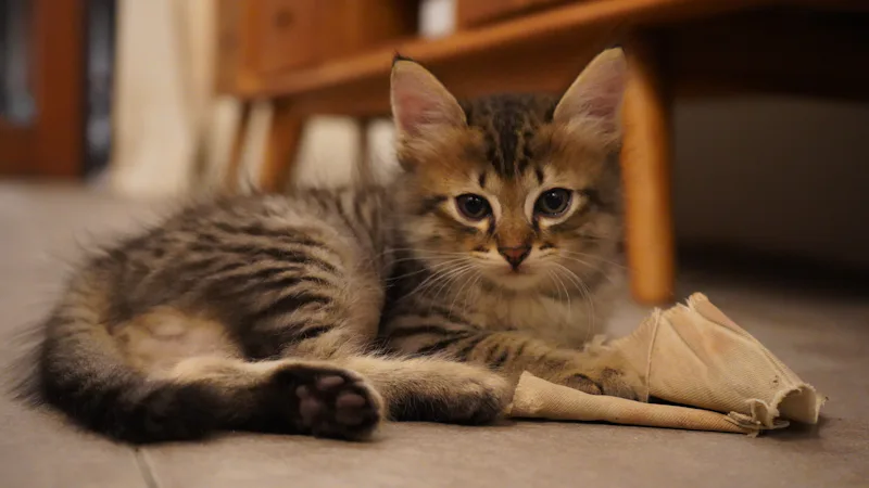 Representative orange warrior cat for warrior cat clan names across all five Clans