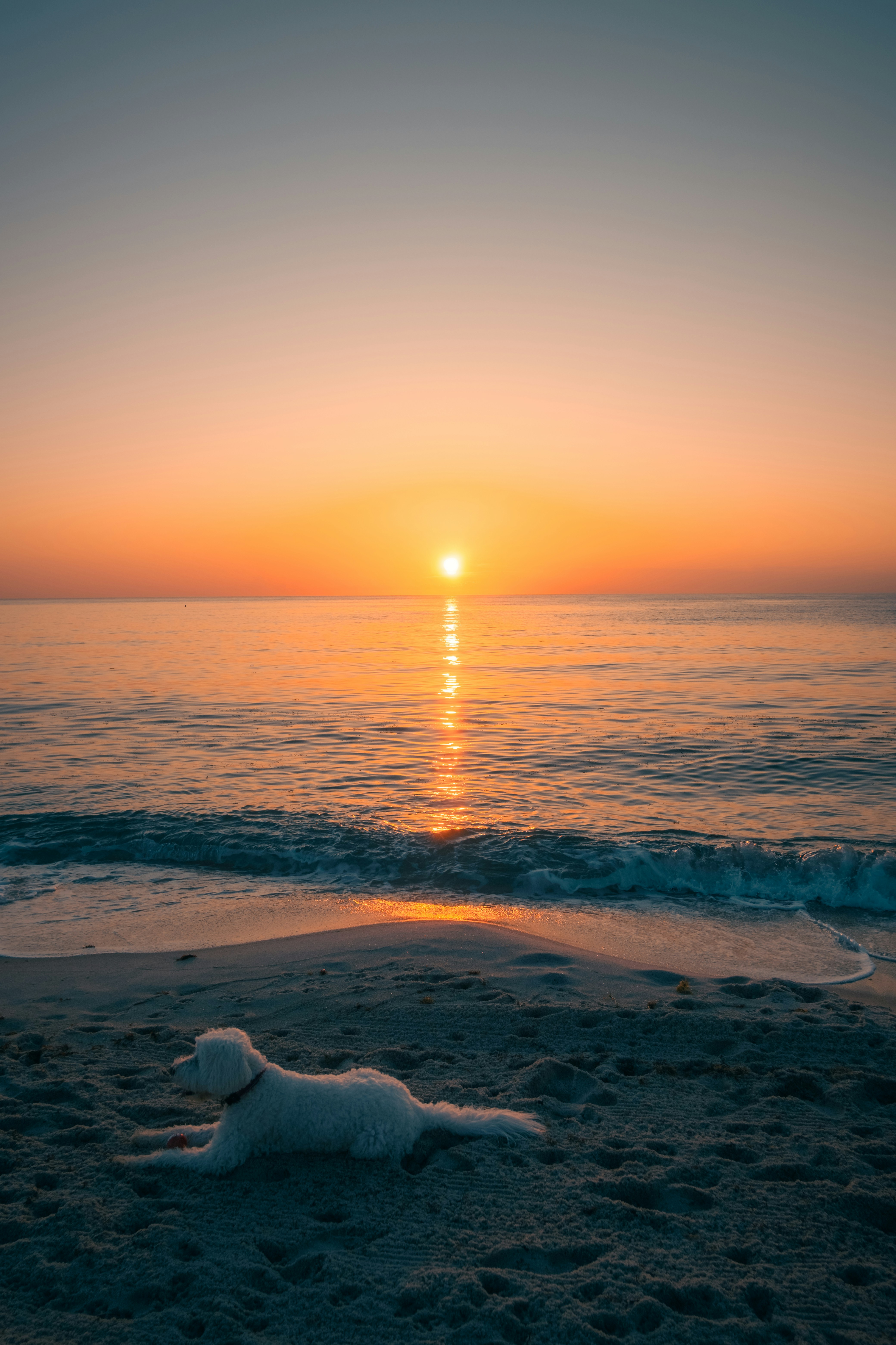 Dog relaxes on the beach at sunset