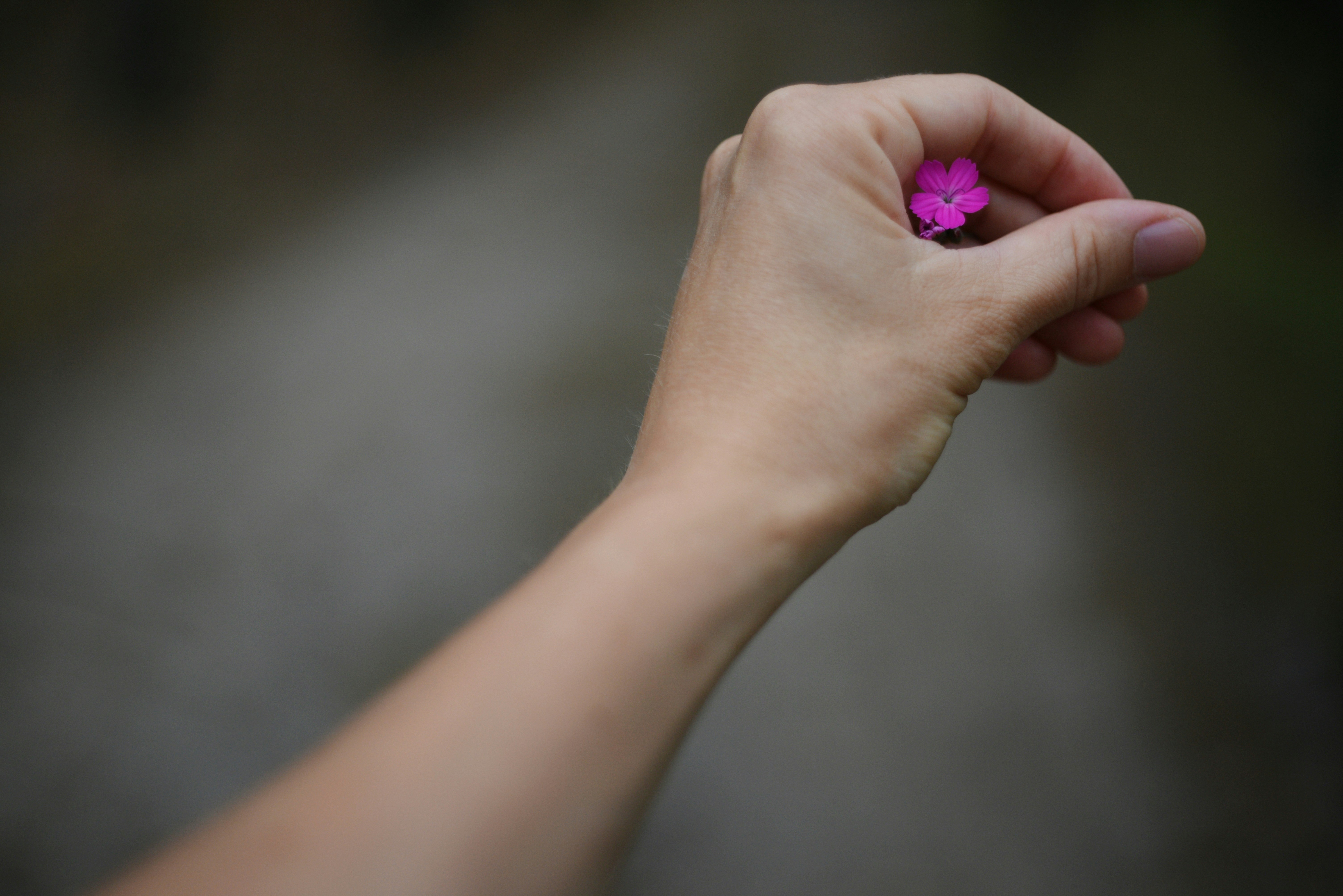 Uma mão segura uma pequena flor roxa.
