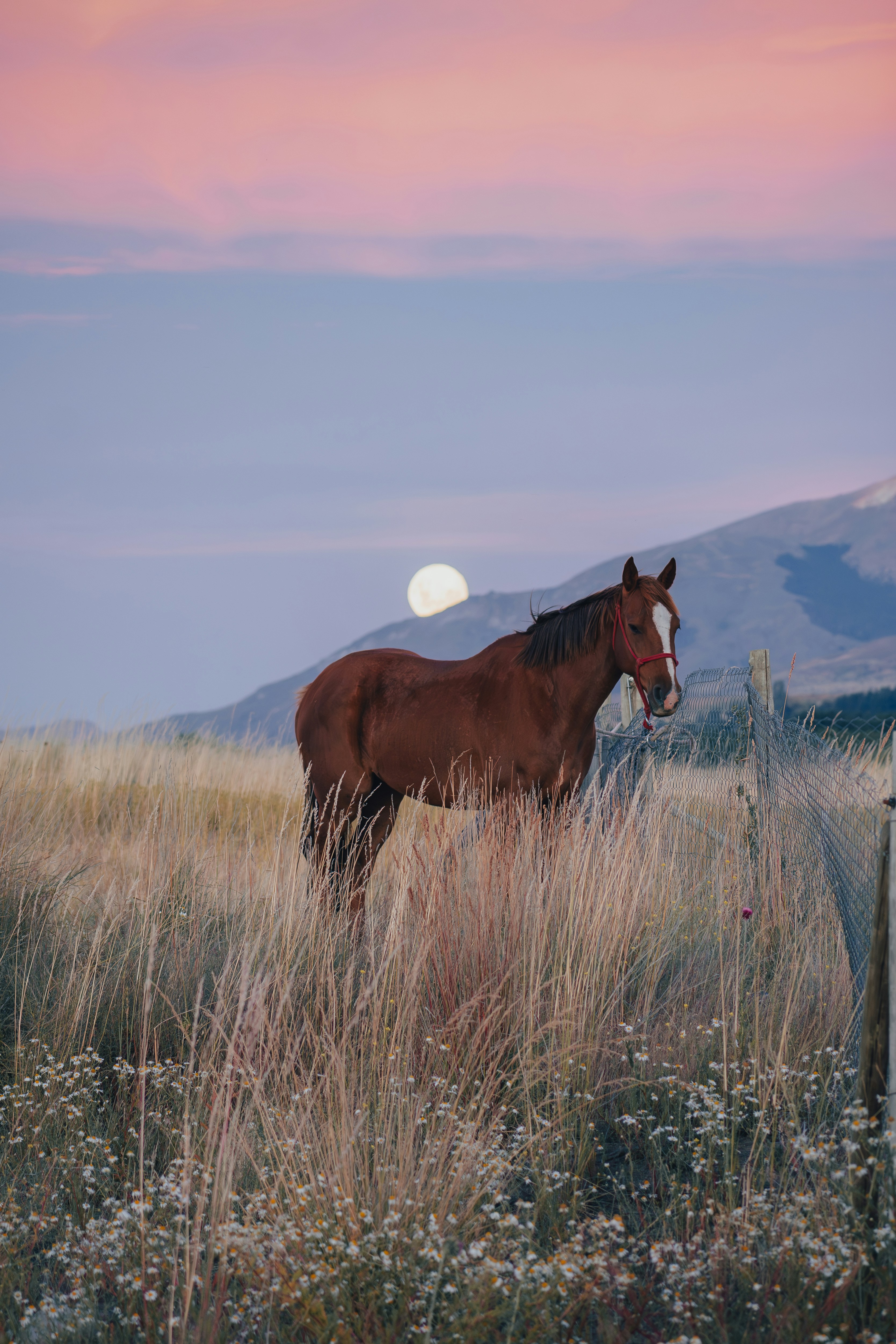 A horse stands before a sunset moon.