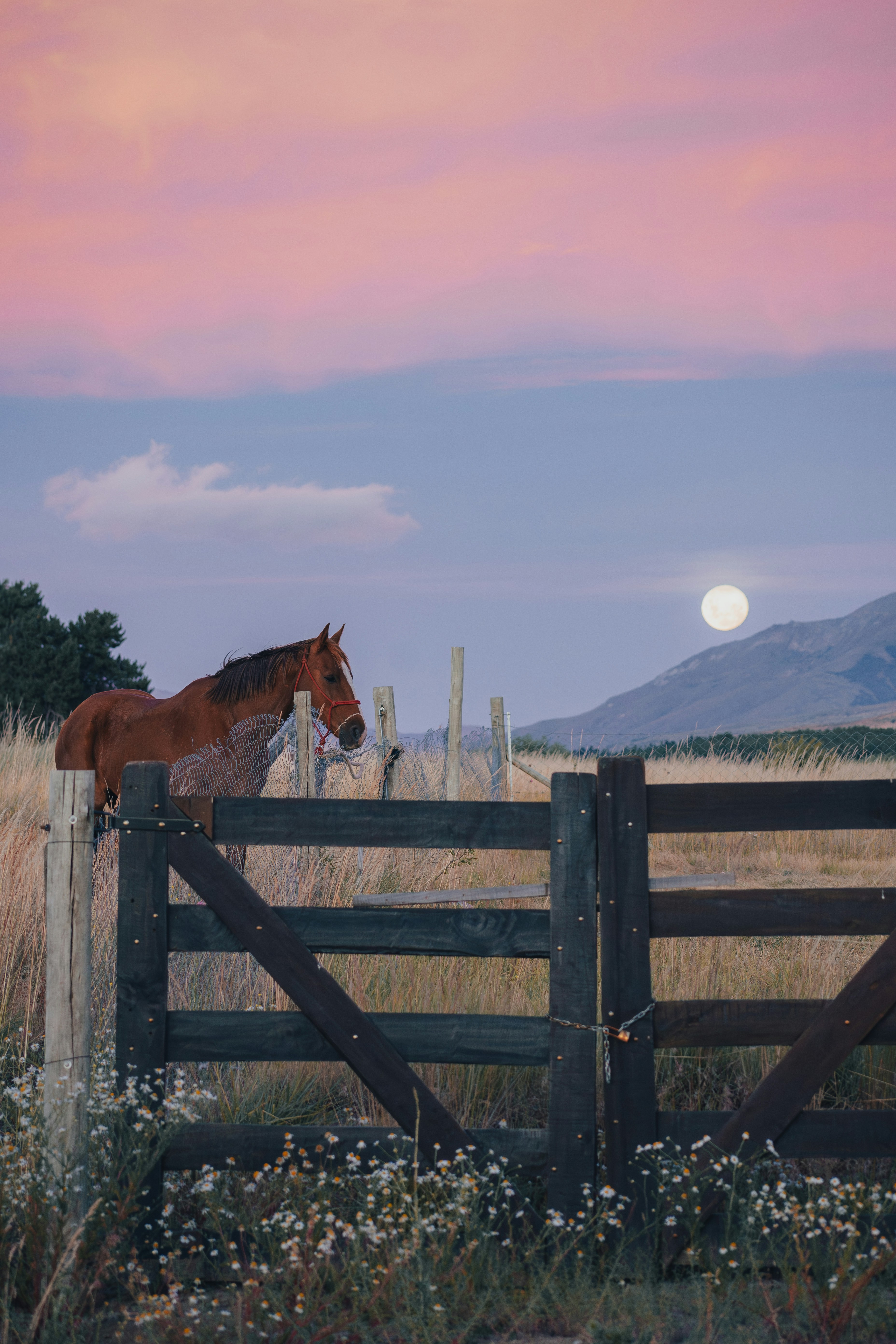 A horse watches the moon from behind a fence.