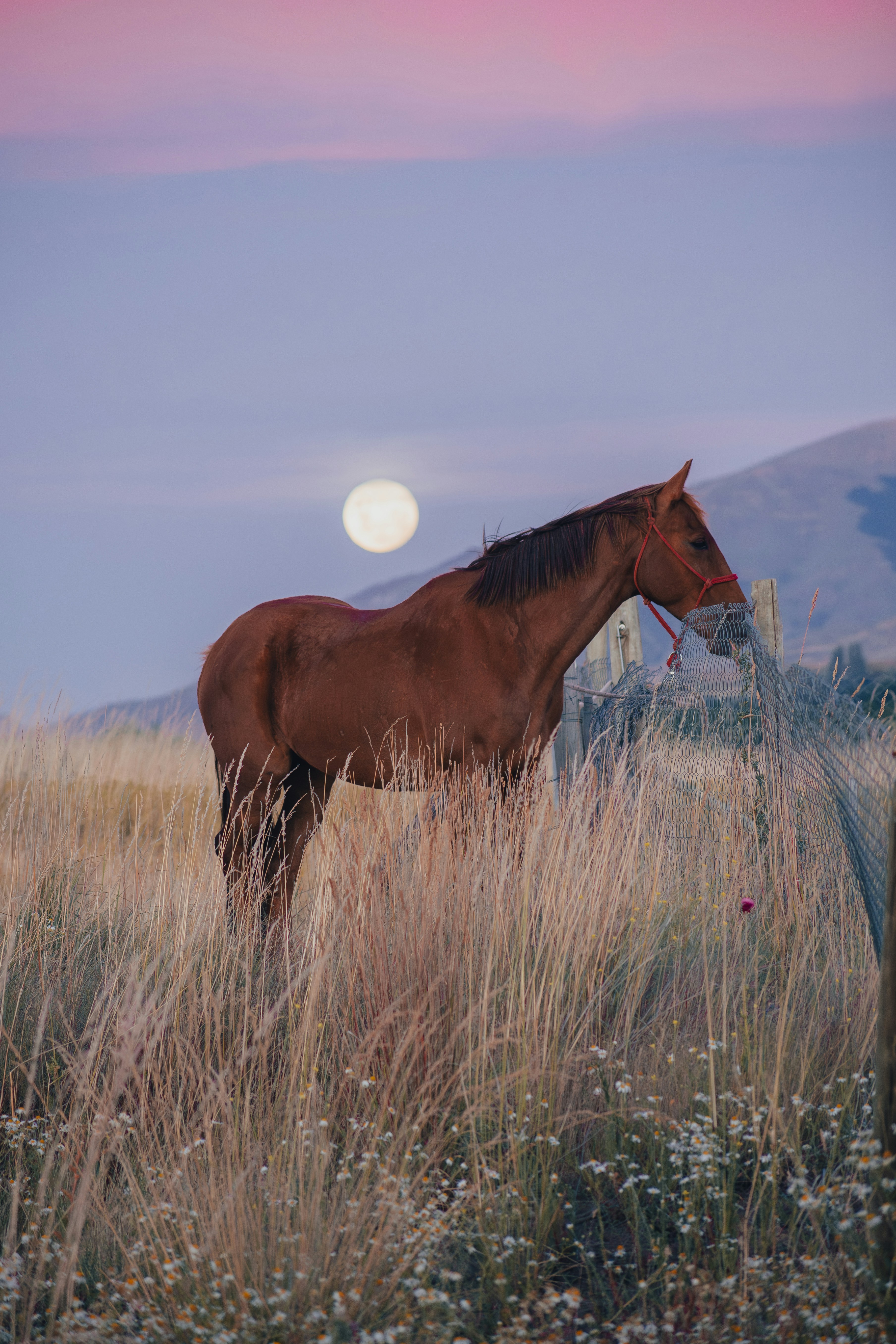 夕焼けの月の前に立っている馬。の写真 – Unsplashの無料画像