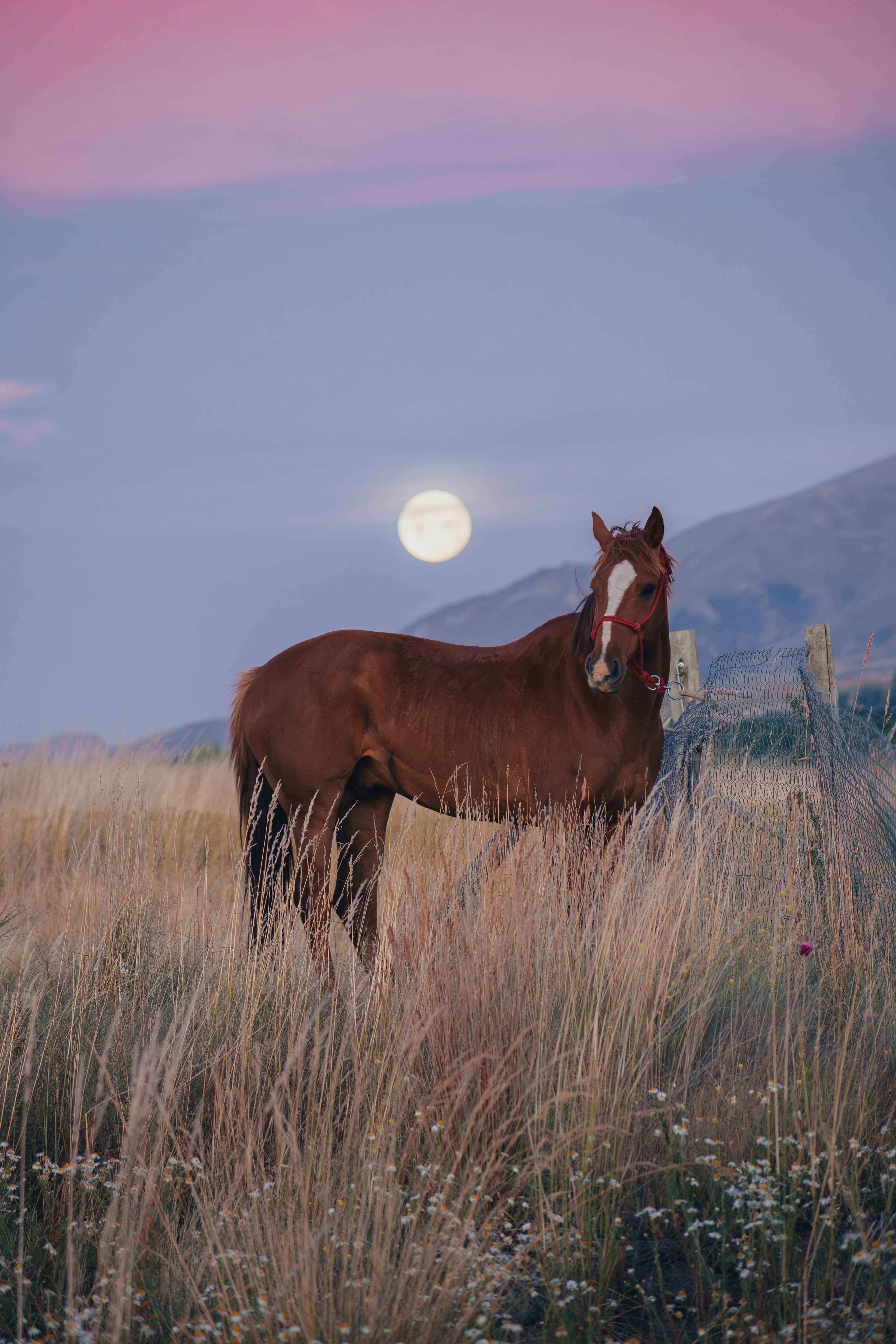 A horse stands under the full moon.
