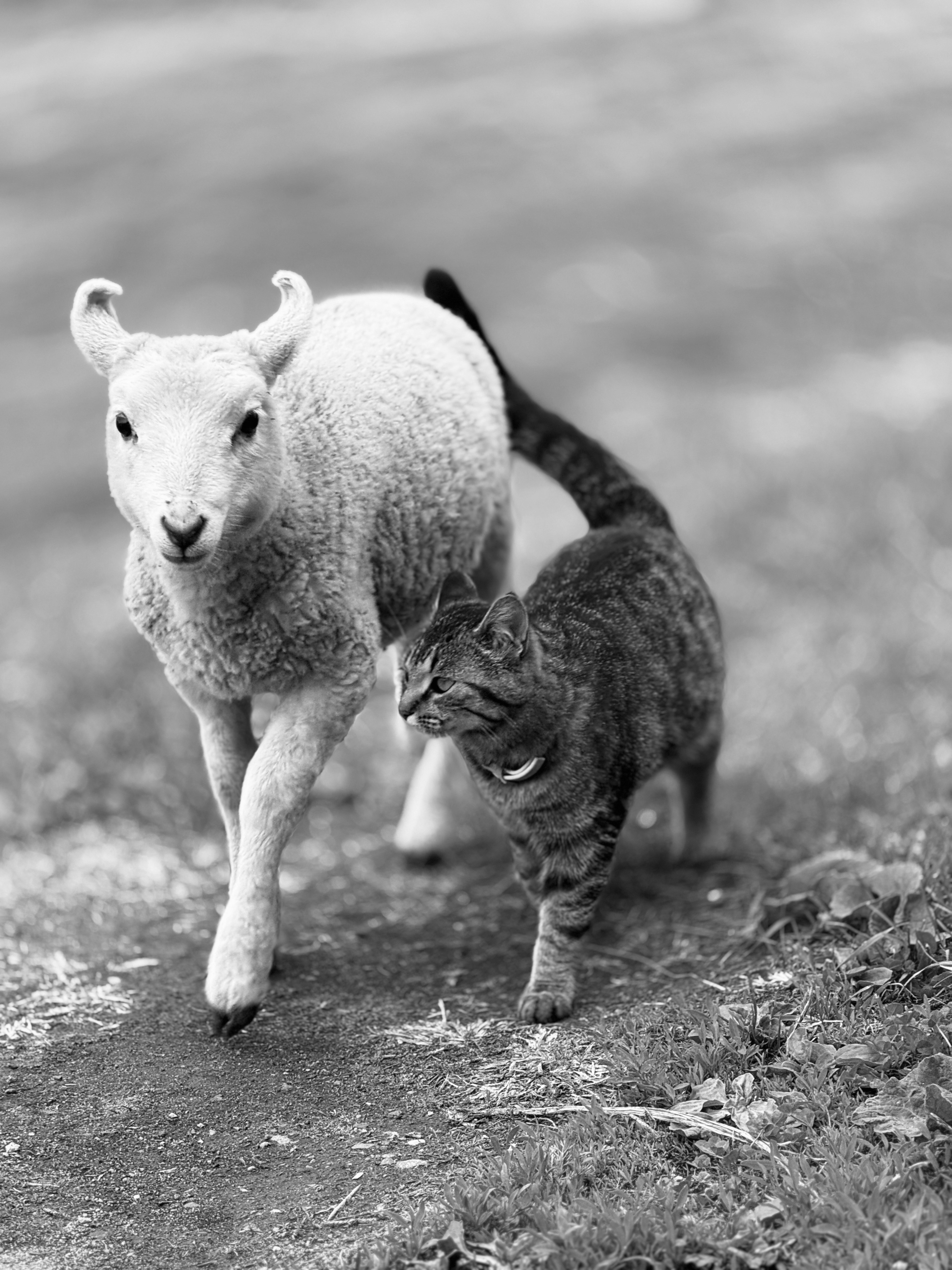 A cat and a lamb walking side by side
