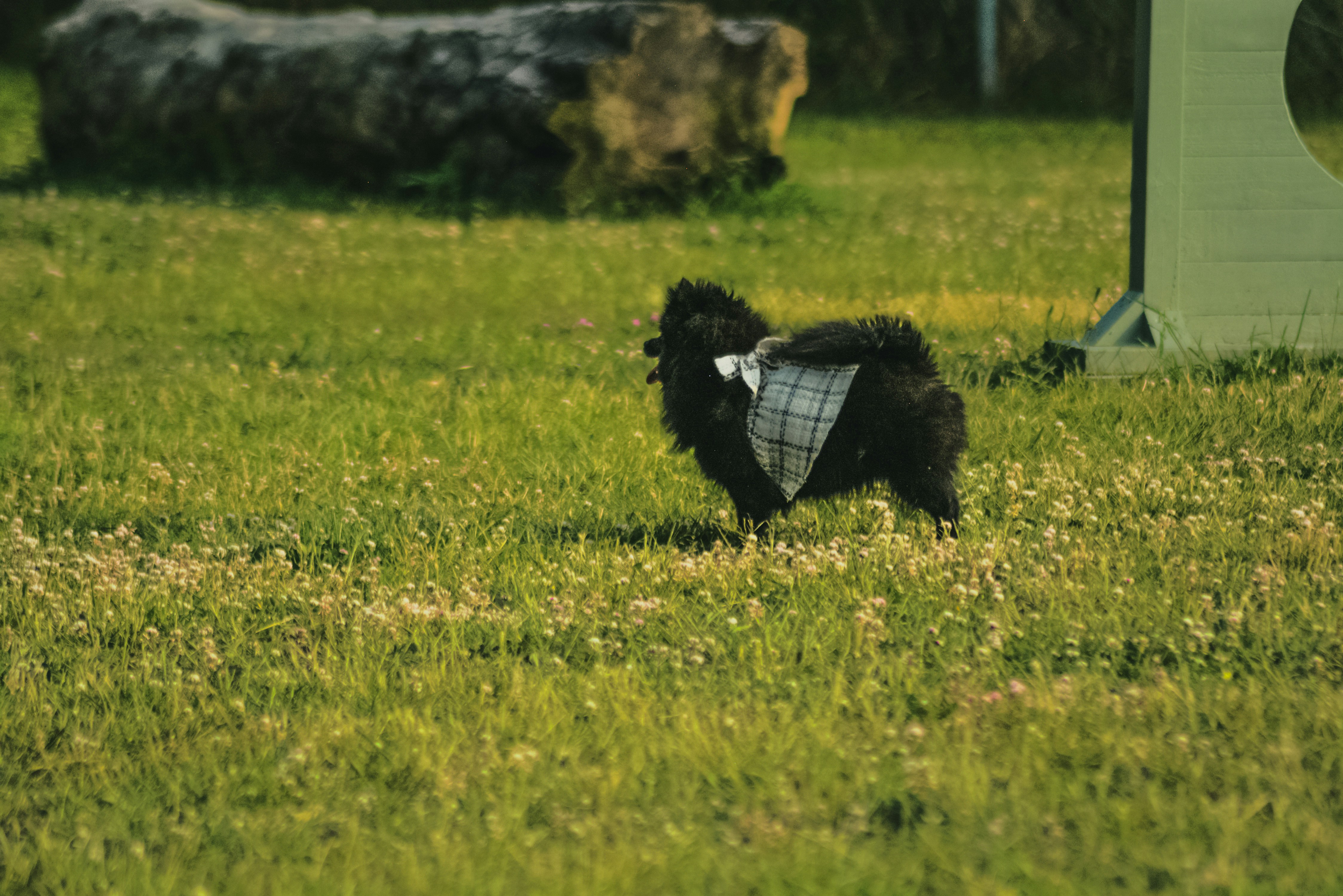 A small black dog walks across green grass.