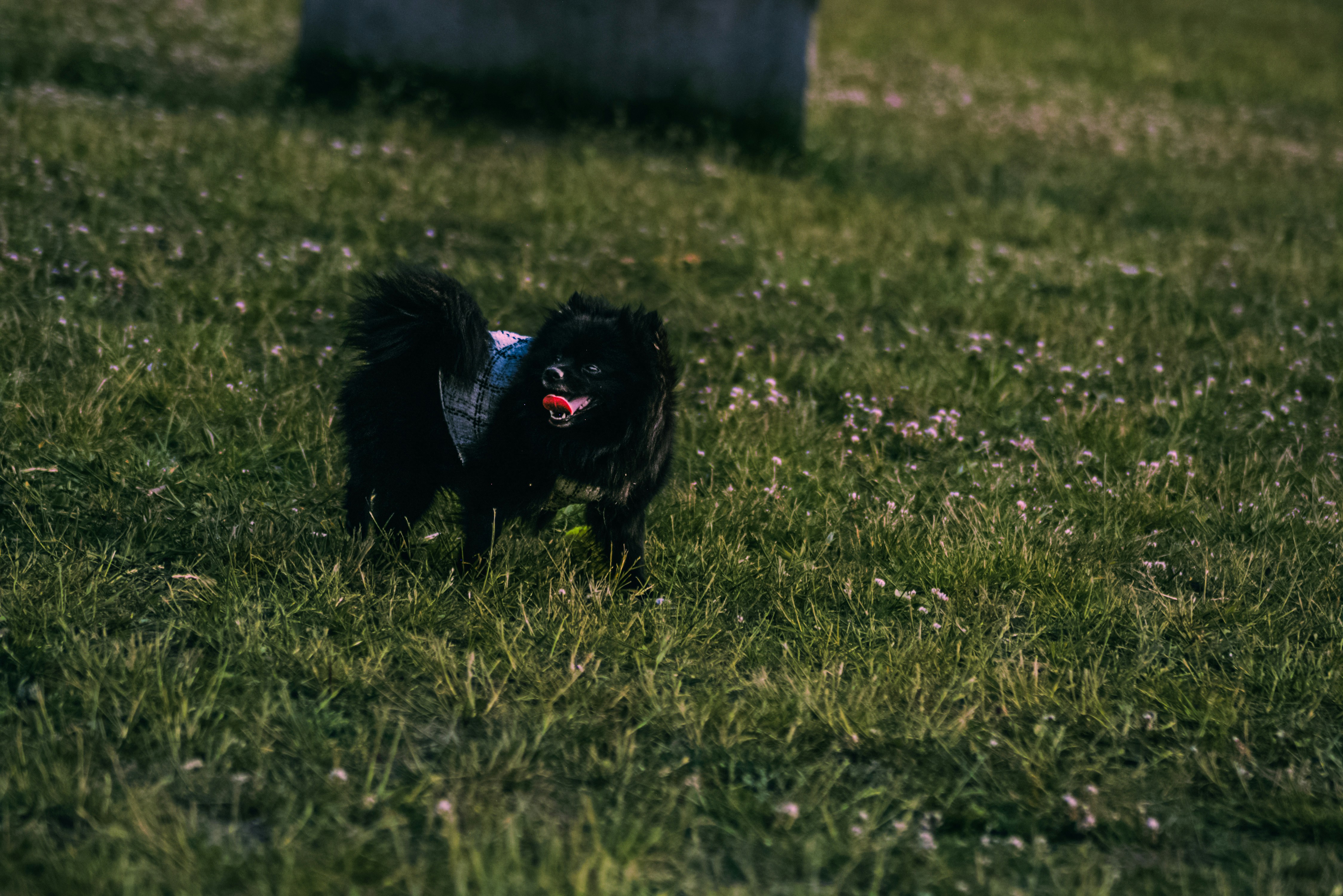 A black pomeranian dog enjoys playing in the grass.