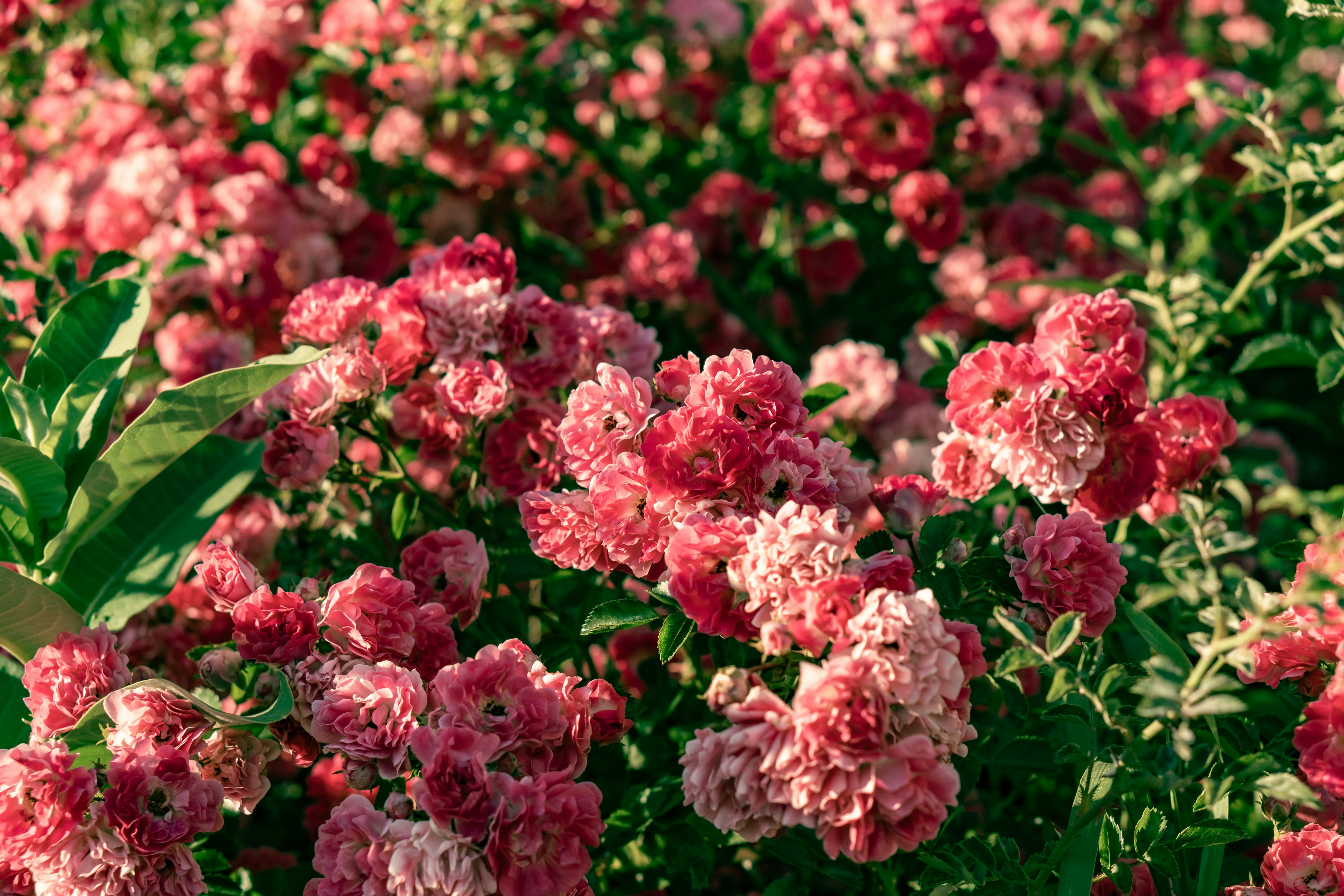 Photo by the_ahnafpiash