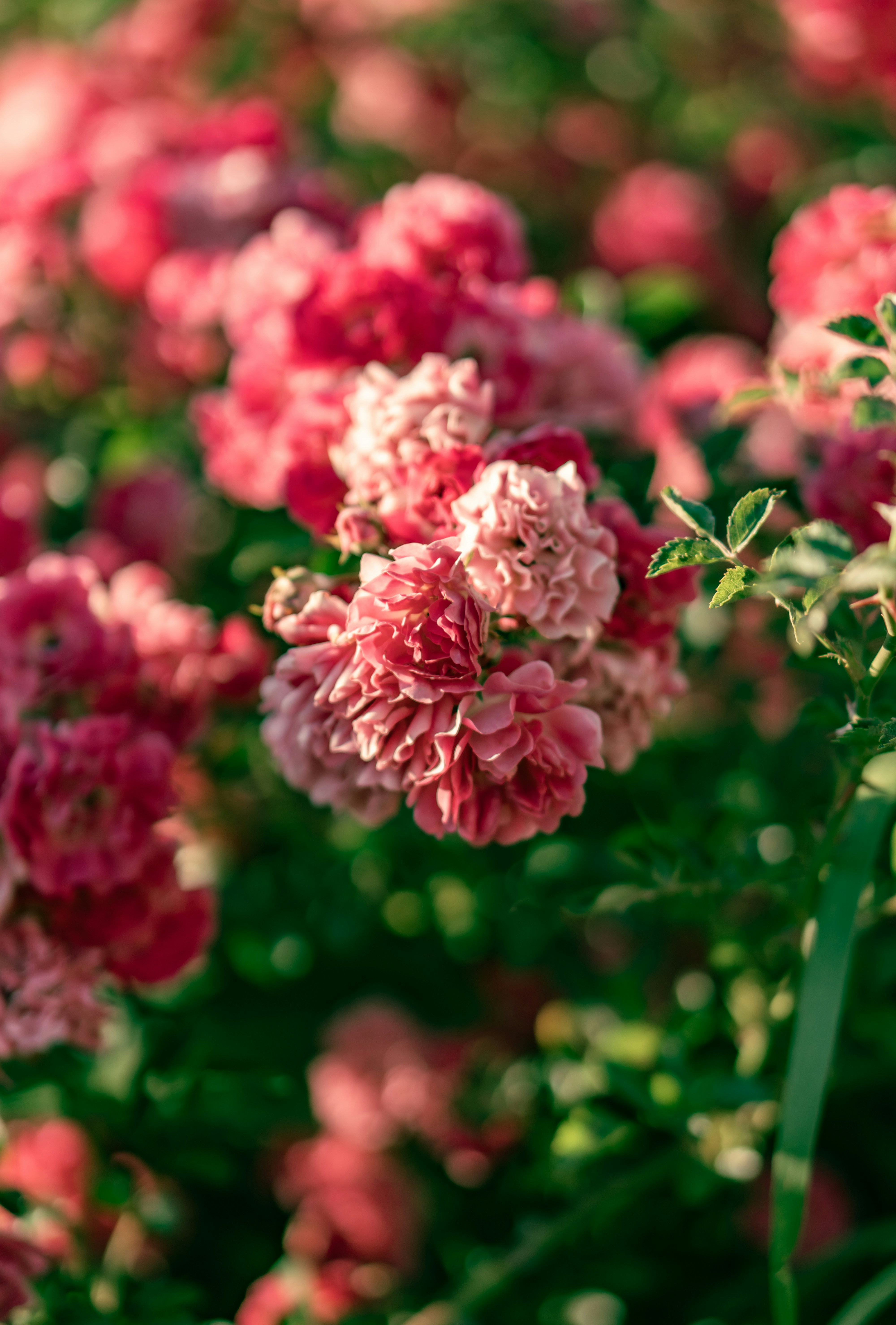 Photo by the_ahnafpiash