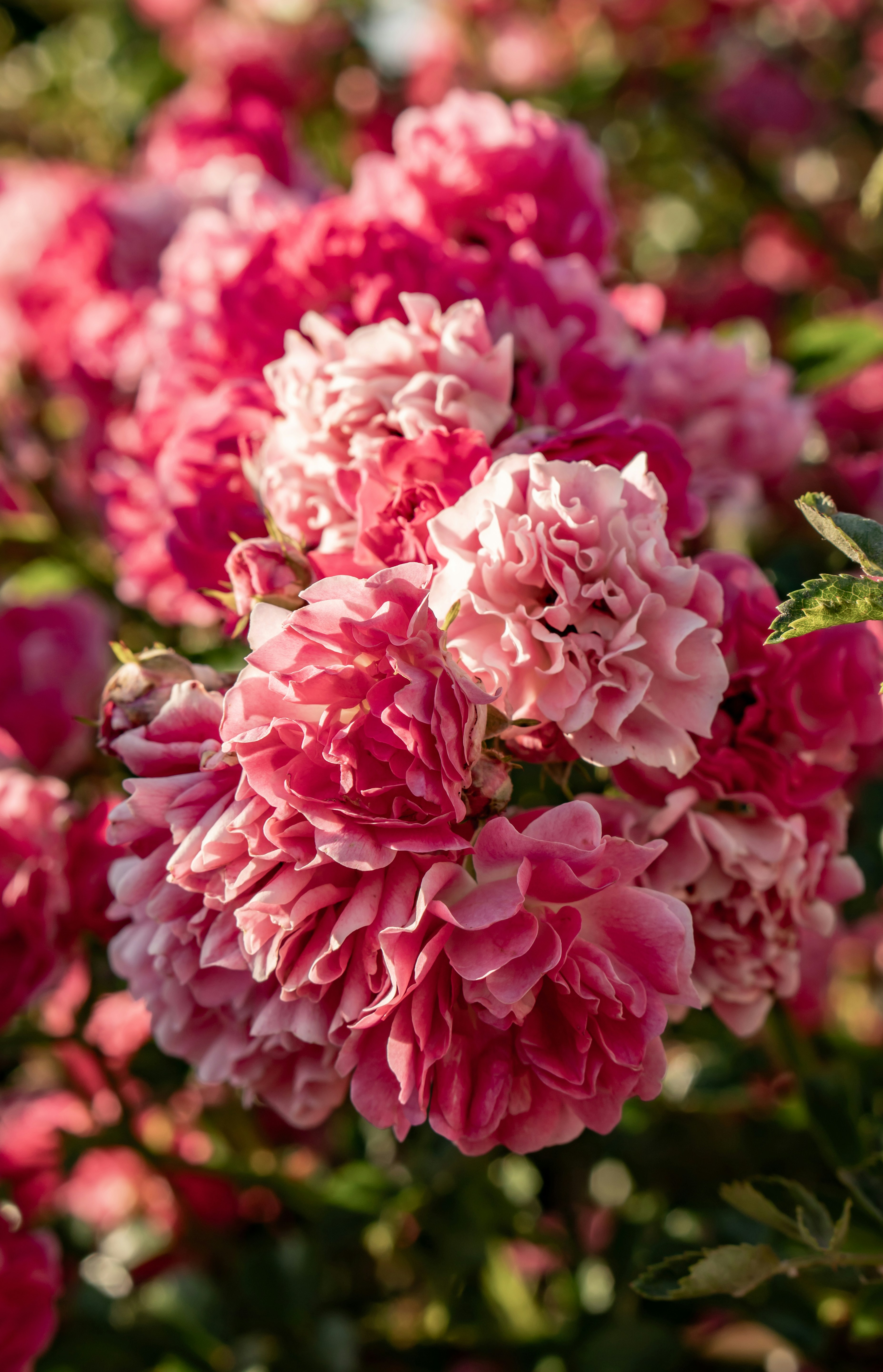 Photo by the_ahnafpiash