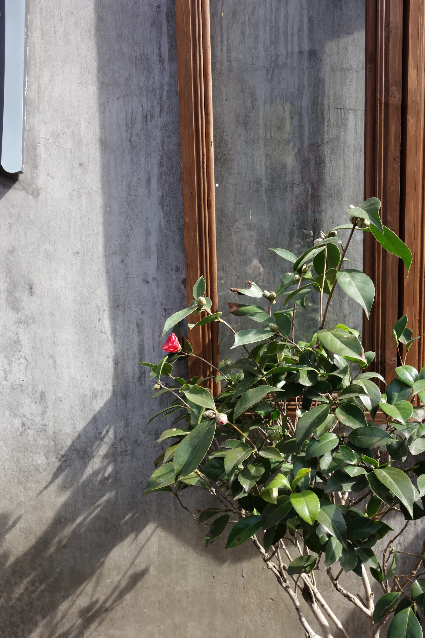 Plantas junto a uma janela iluminada