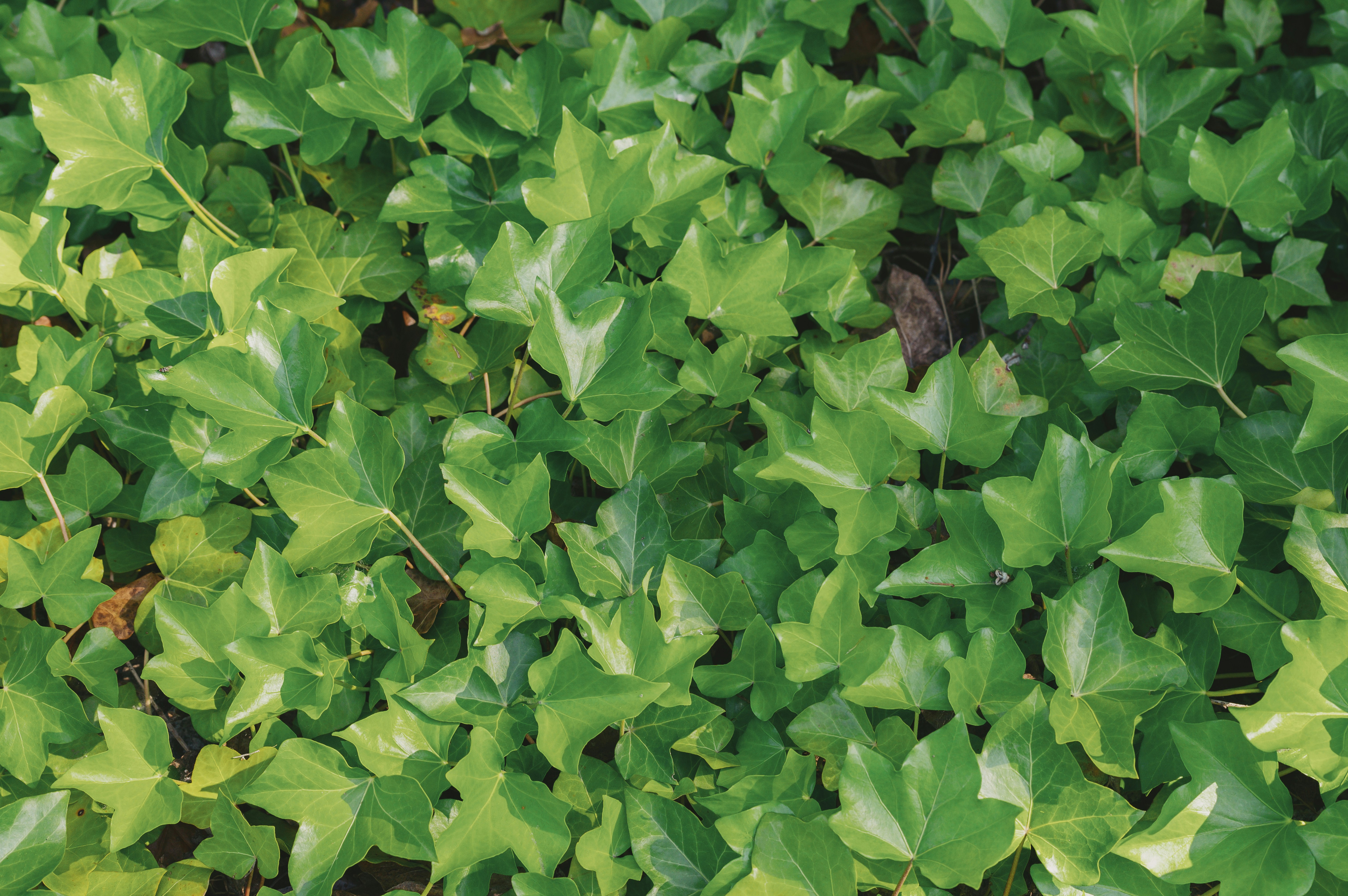 Photo by albertstoynov