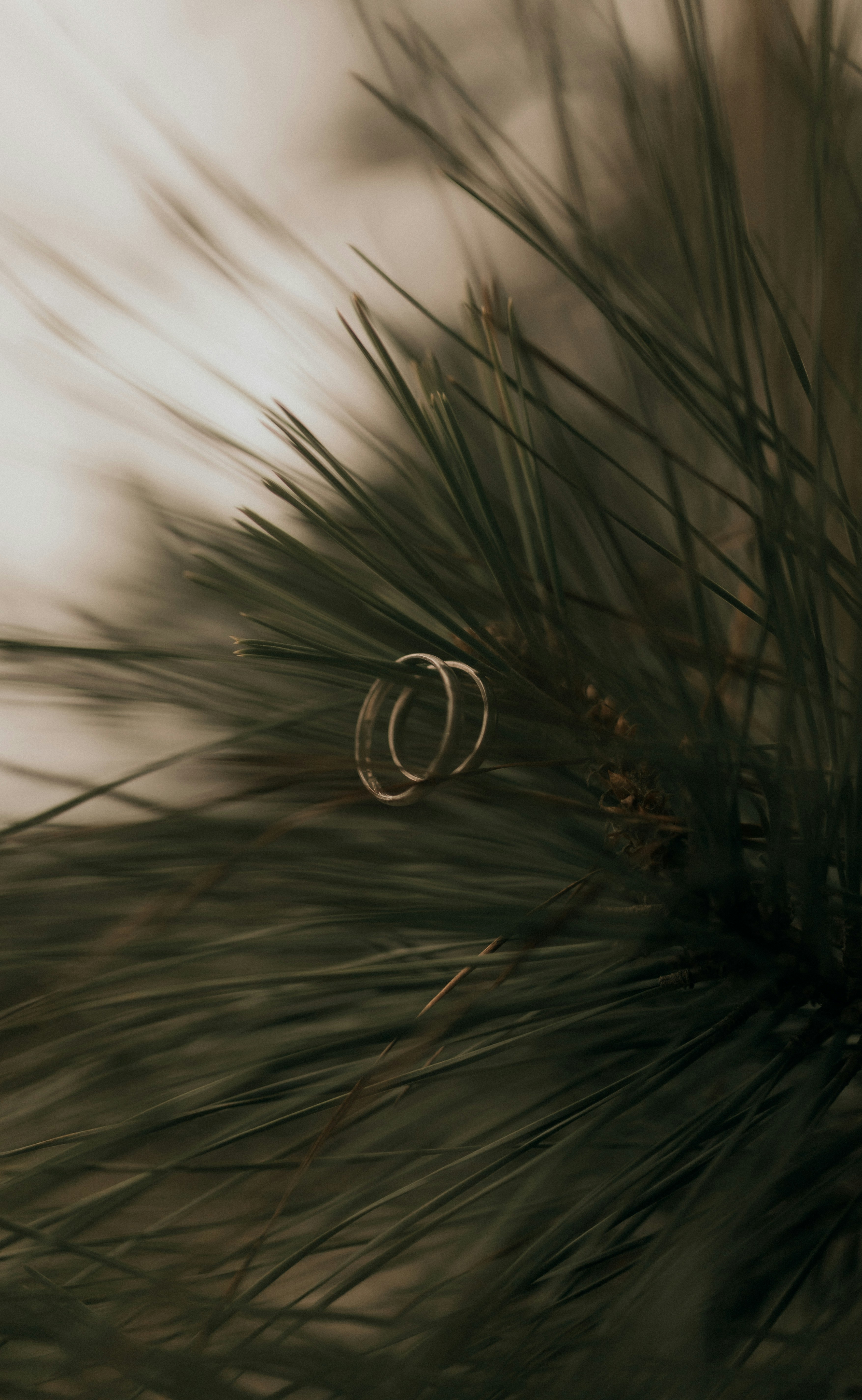 Wedding rings on green needles.
