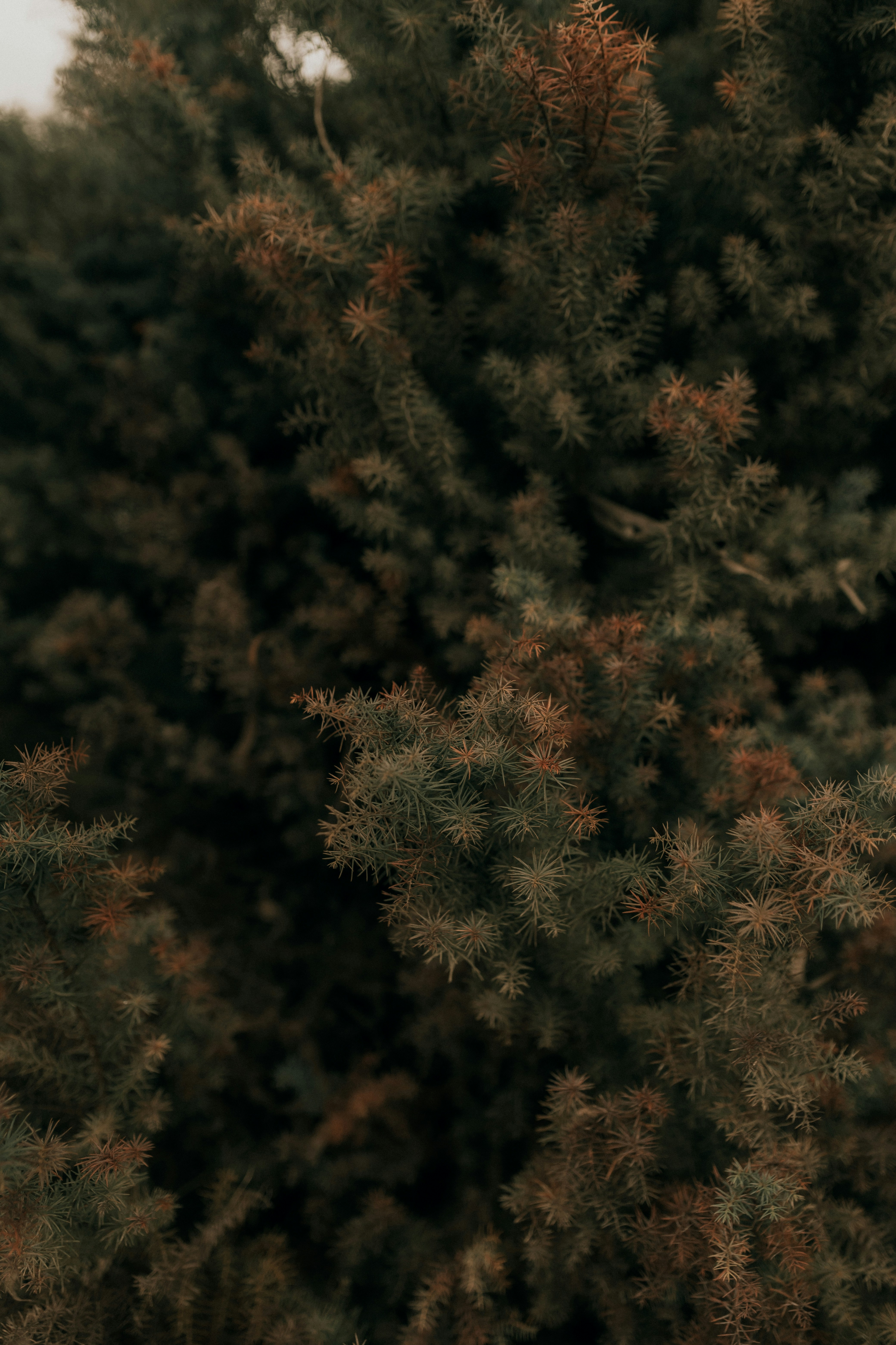 Photo by alexandermassph