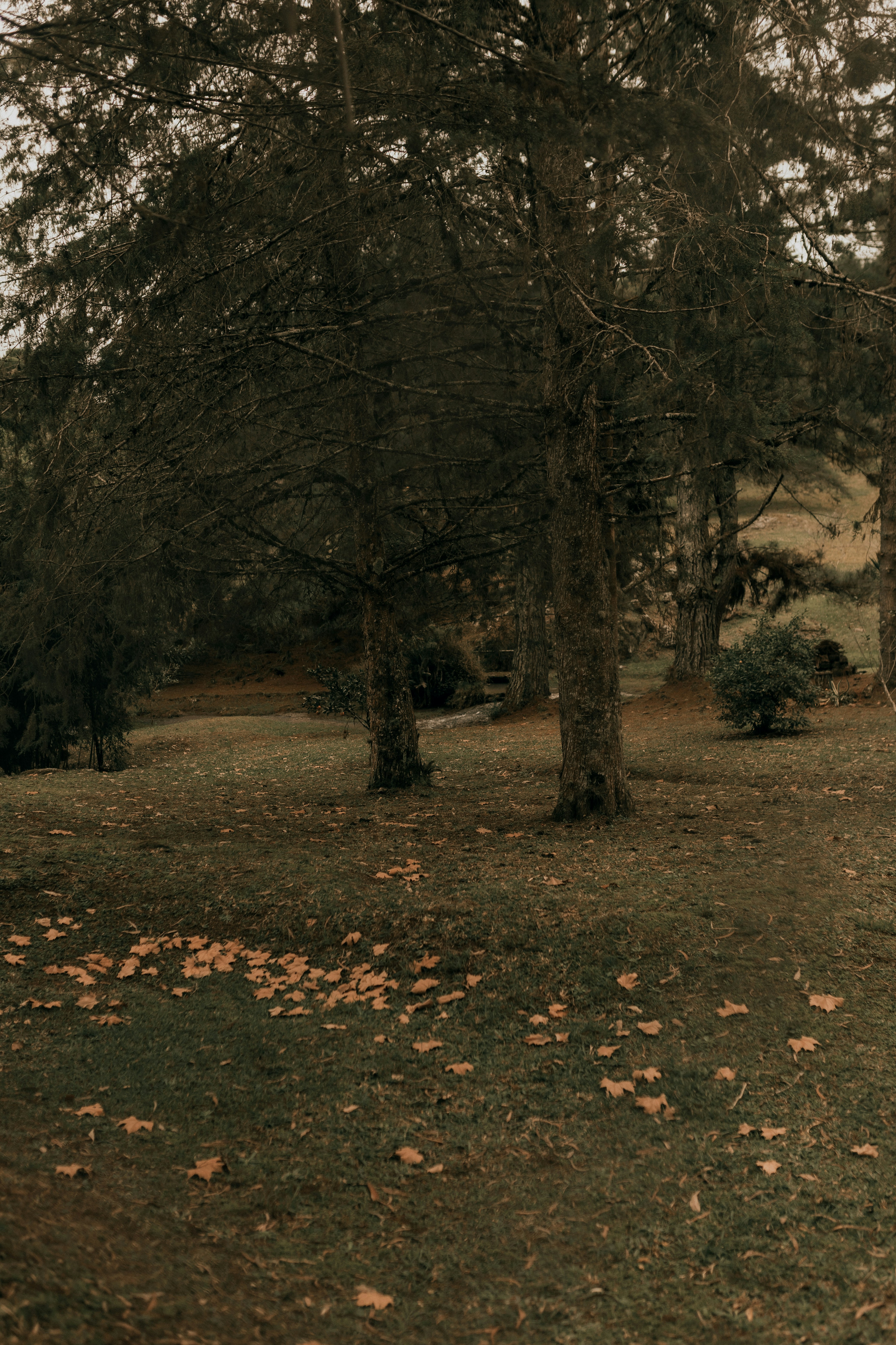 Photo by alexandermassph