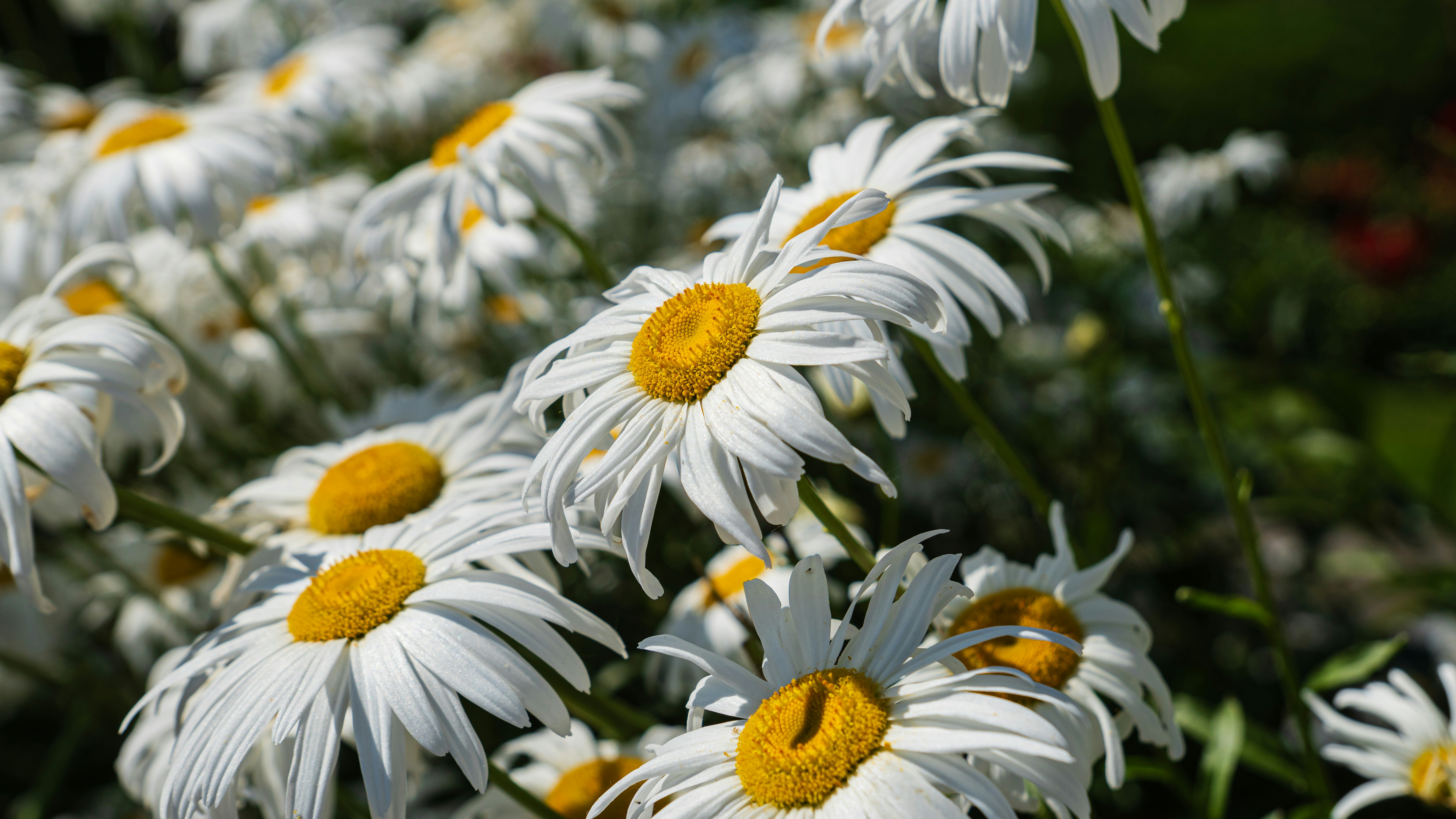 Photo by syawishrehman