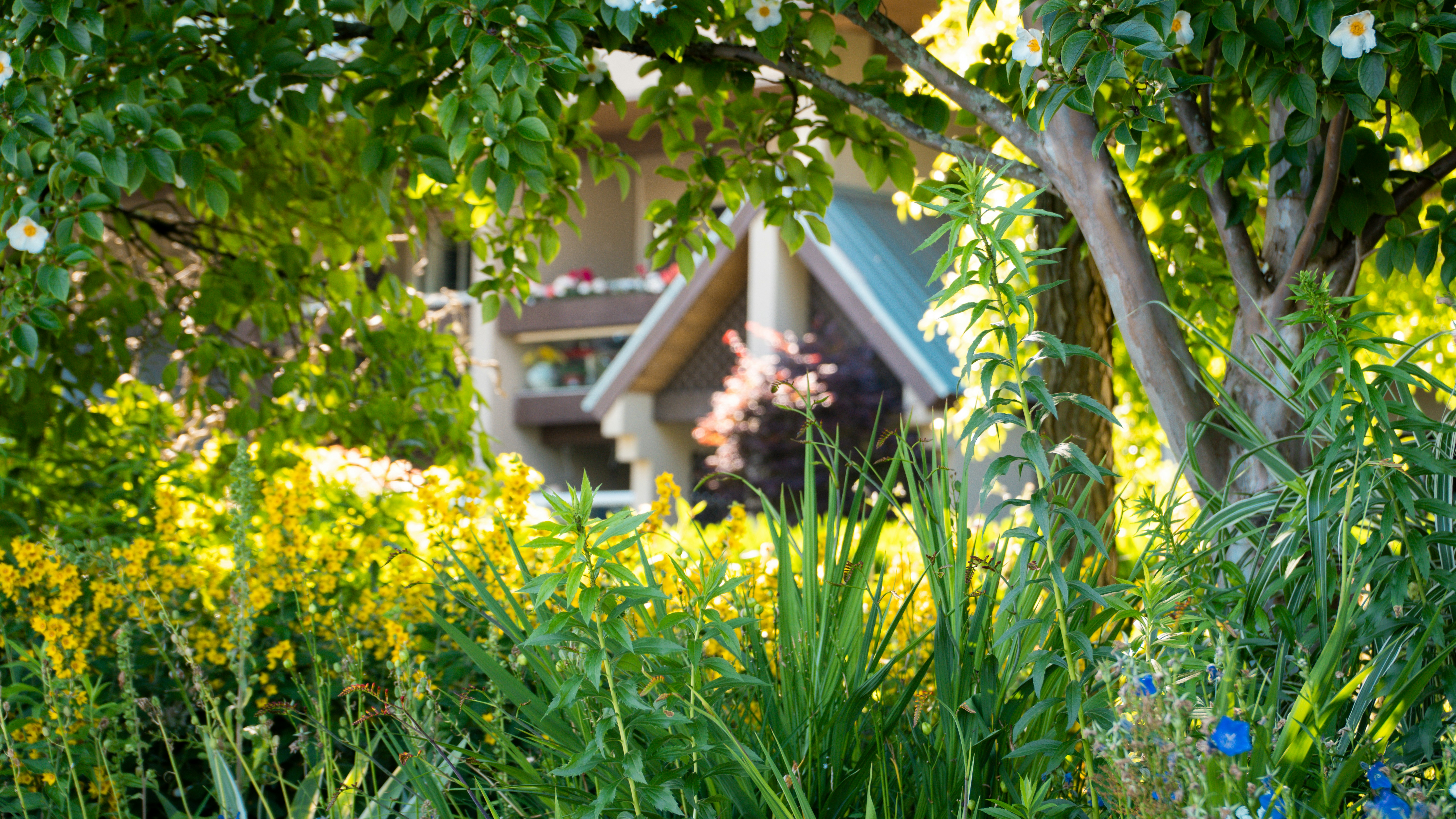 Photo by syawishrehman