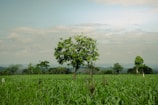 Green field with trees under a cloudy sky.