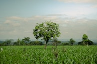 Green field with trees under a cloudy sky.
